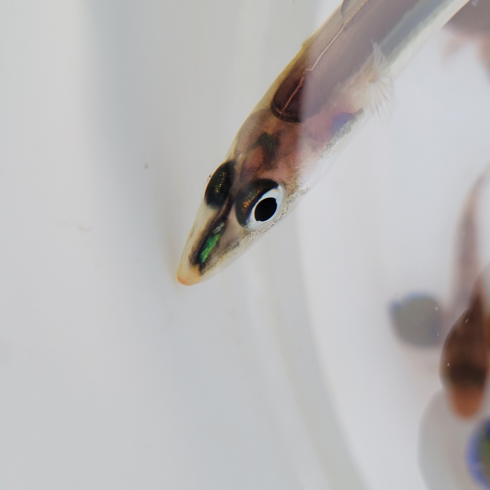 画像4: 《近海産海水魚》ハナアナゴ(SMサイズ)…当店ハンドコート採取