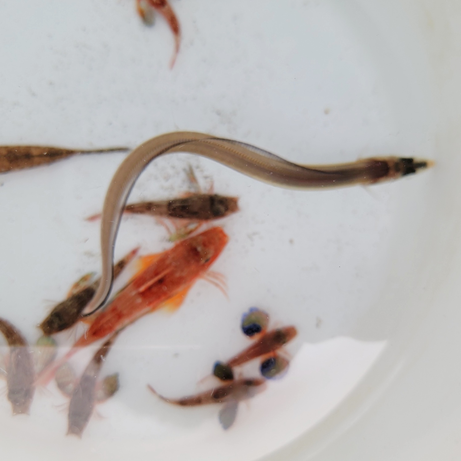 画像3: 《近海産海水魚》ハナアナゴ(SMサイズ)…当店ハンドコート採取