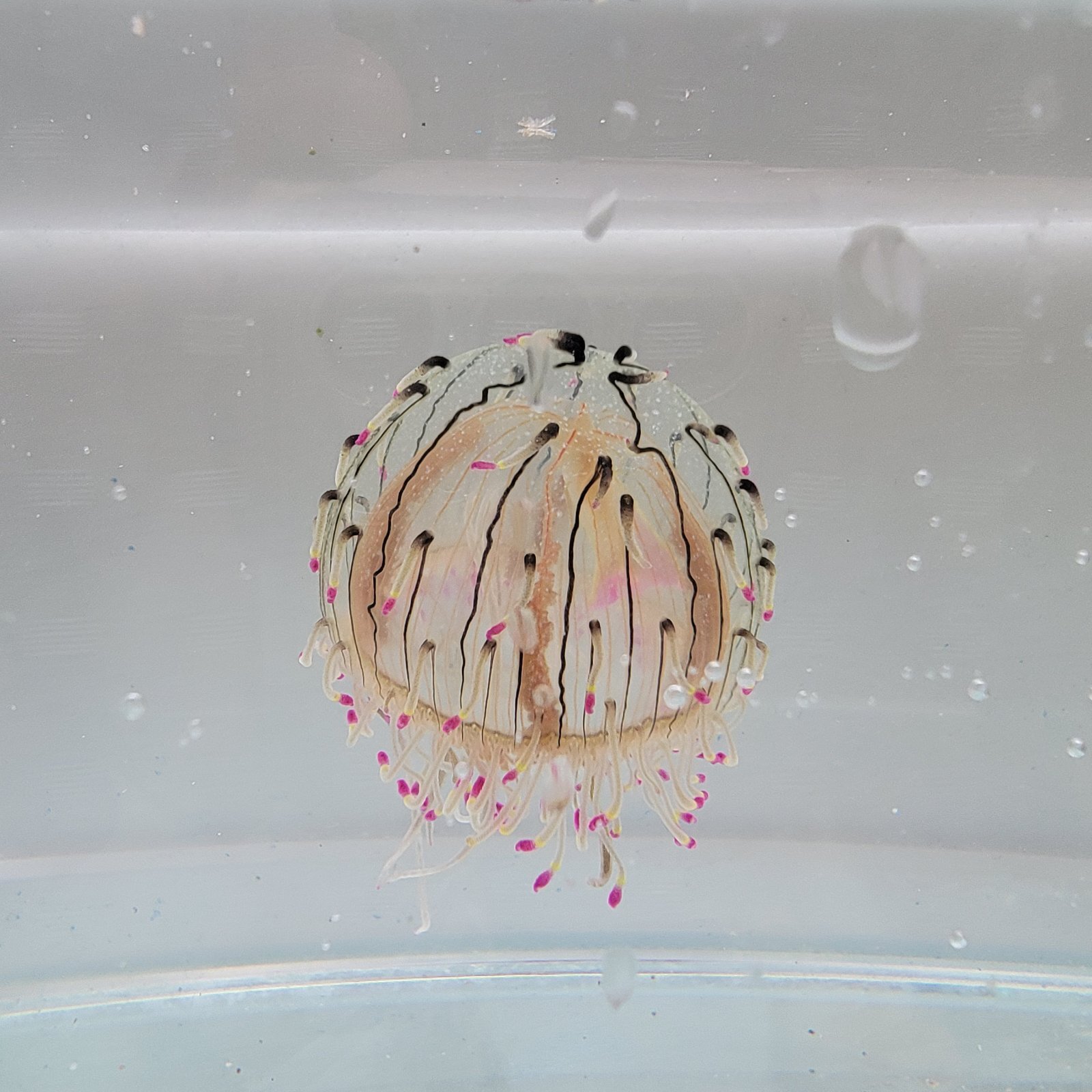 画像1: 《近海産海洋生物類》ハナガサクラゲ（1匹）…ハンドコート採取