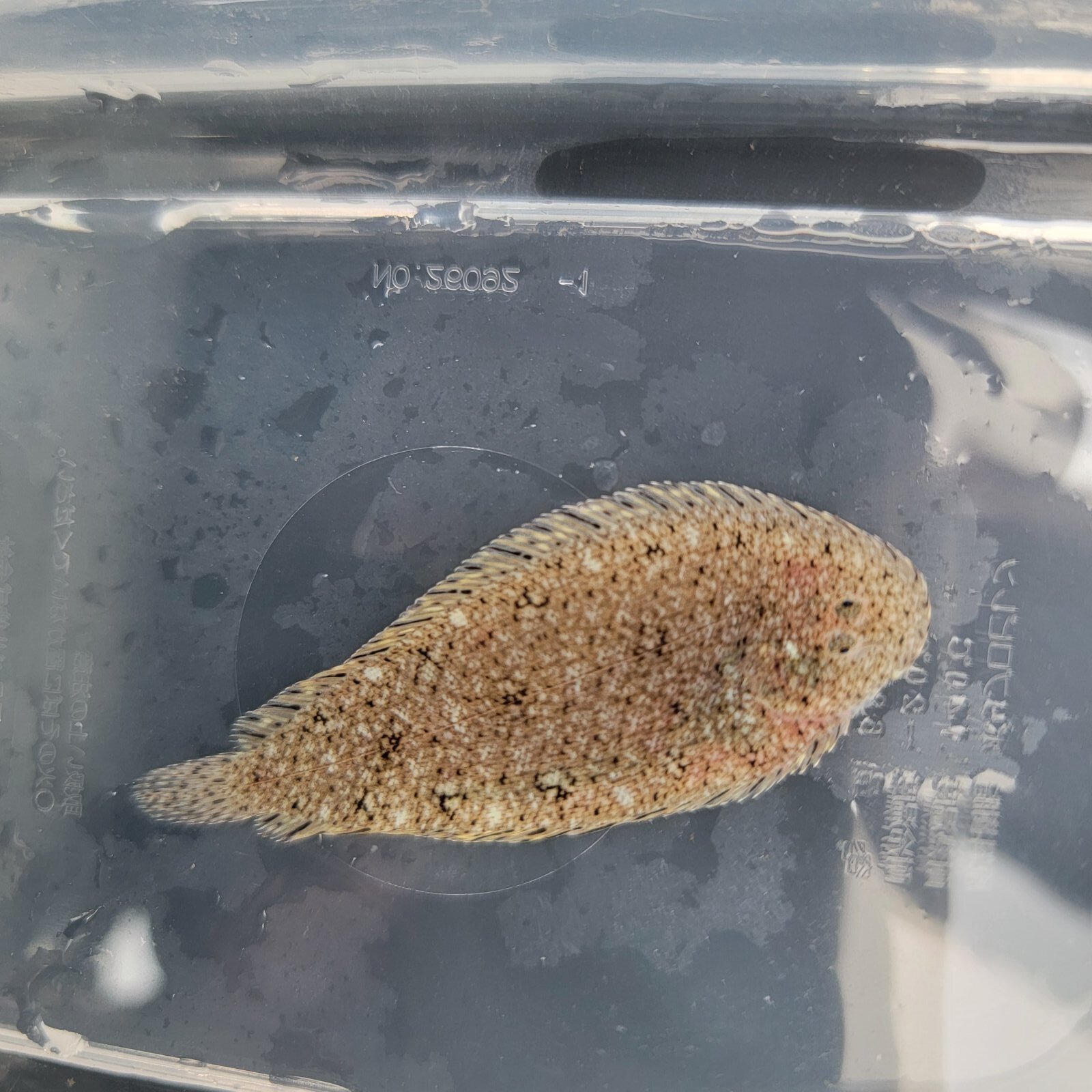 画像2: 《近海産海水魚》ササウシノシタ（画像の個体です）…ハンドコート採取