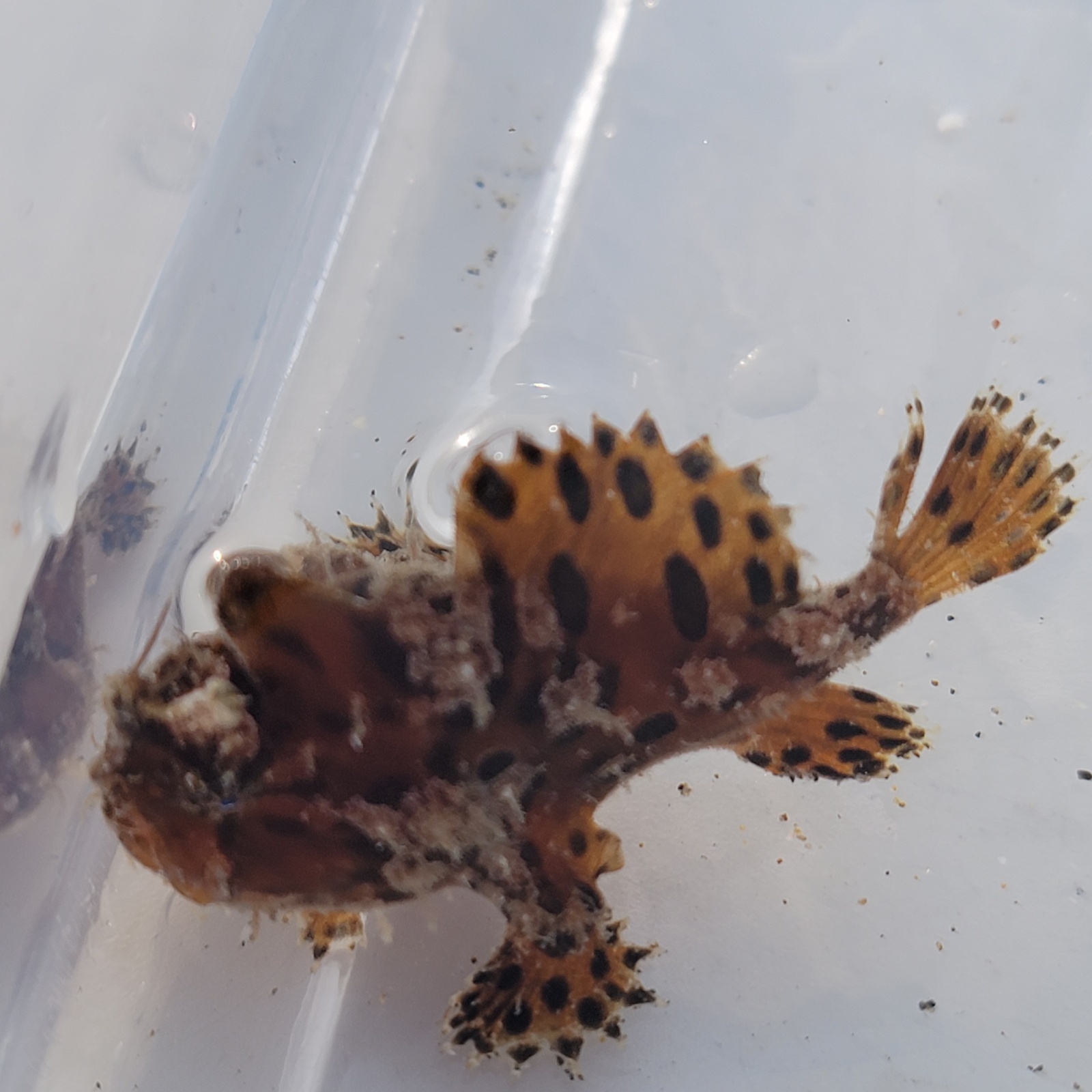 画像2: 《近海産海水魚》カエルアンコウ（SSサイズ）…画像の個体です