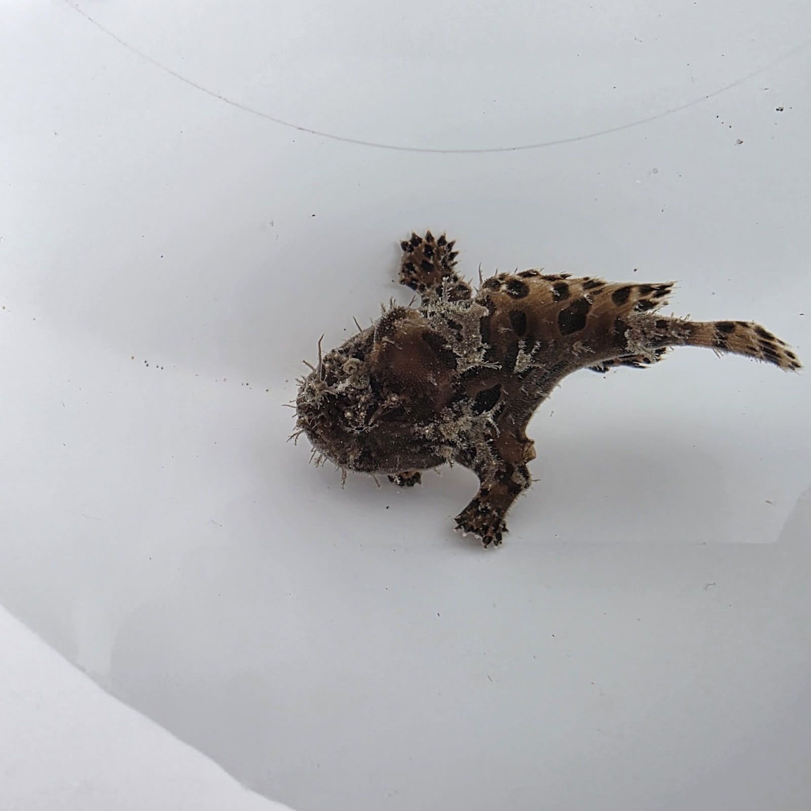 画像1: 《近海産海水魚》カエルアンコウ（SSサイズ）…画像の個体です