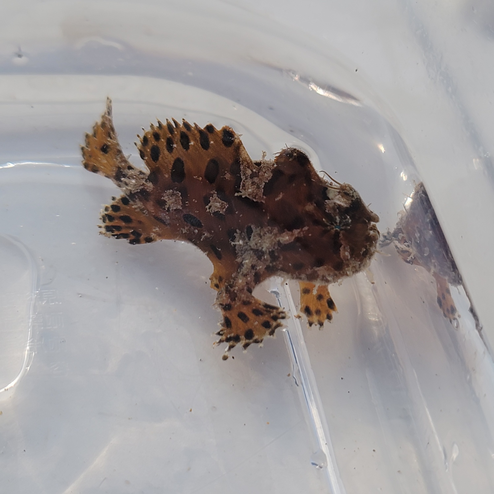 画像1: 《近海産海水魚》カエルアンコウ（SSサイズ）…画像の個体です