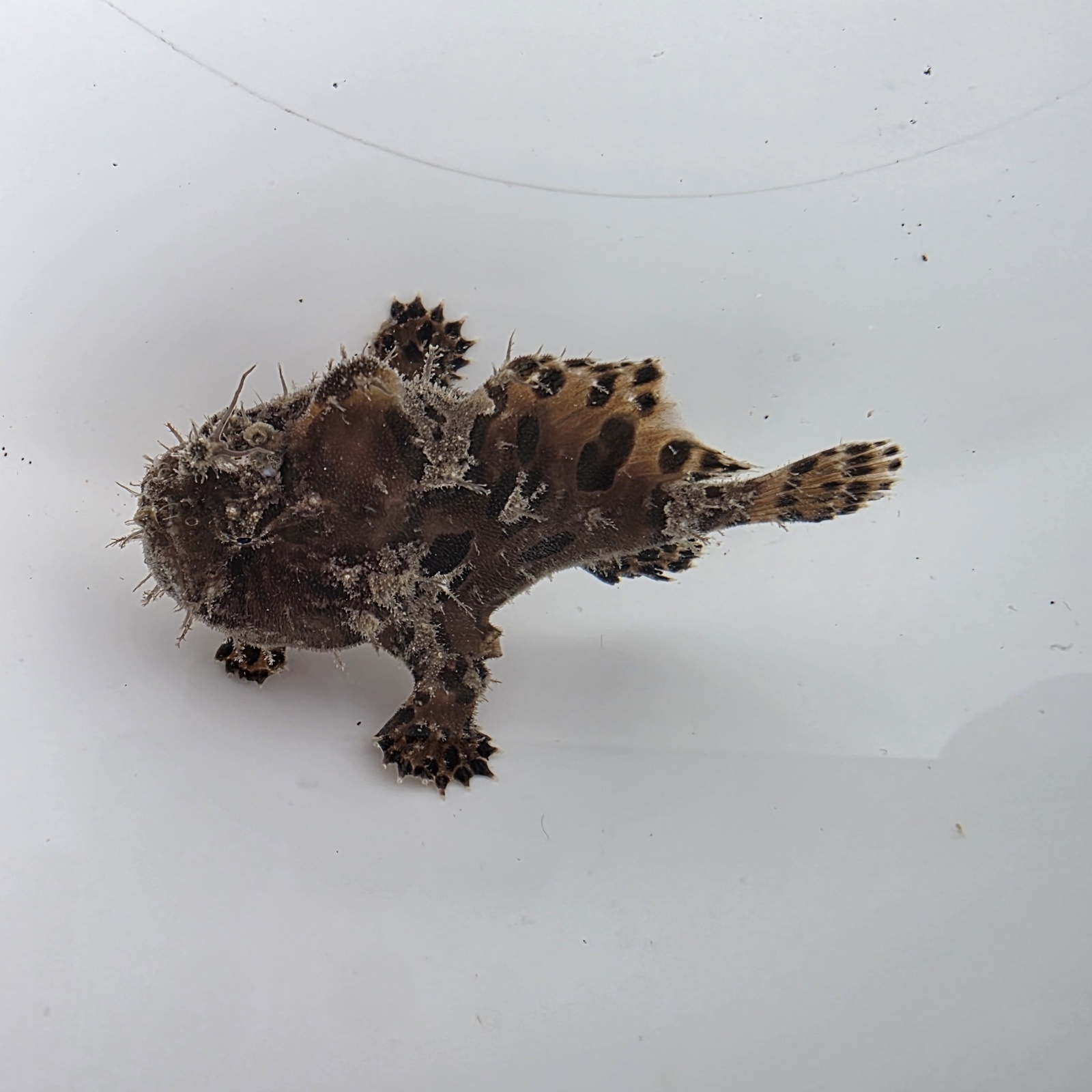 画像2: 《近海産海水魚》カエルアンコウ（SSサイズ）…画像の個体です