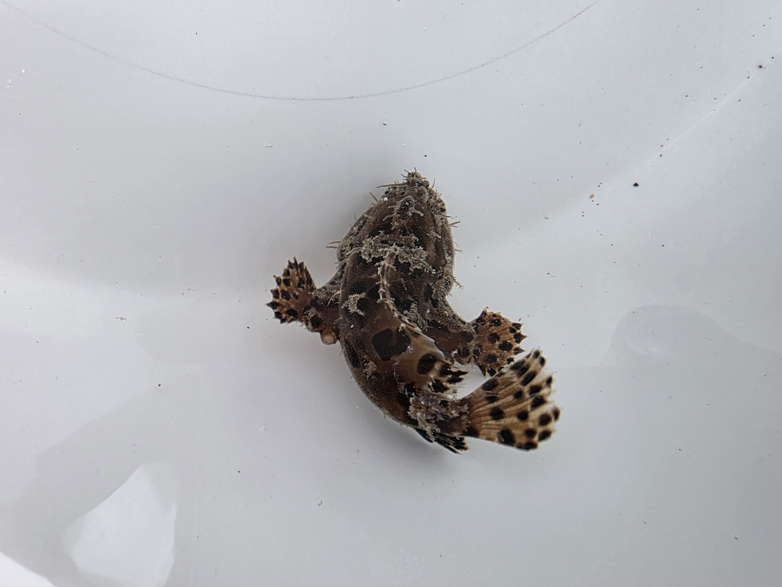 画像4: 《近海産海水魚》カエルアンコウ（SSサイズ）…画像の個体です