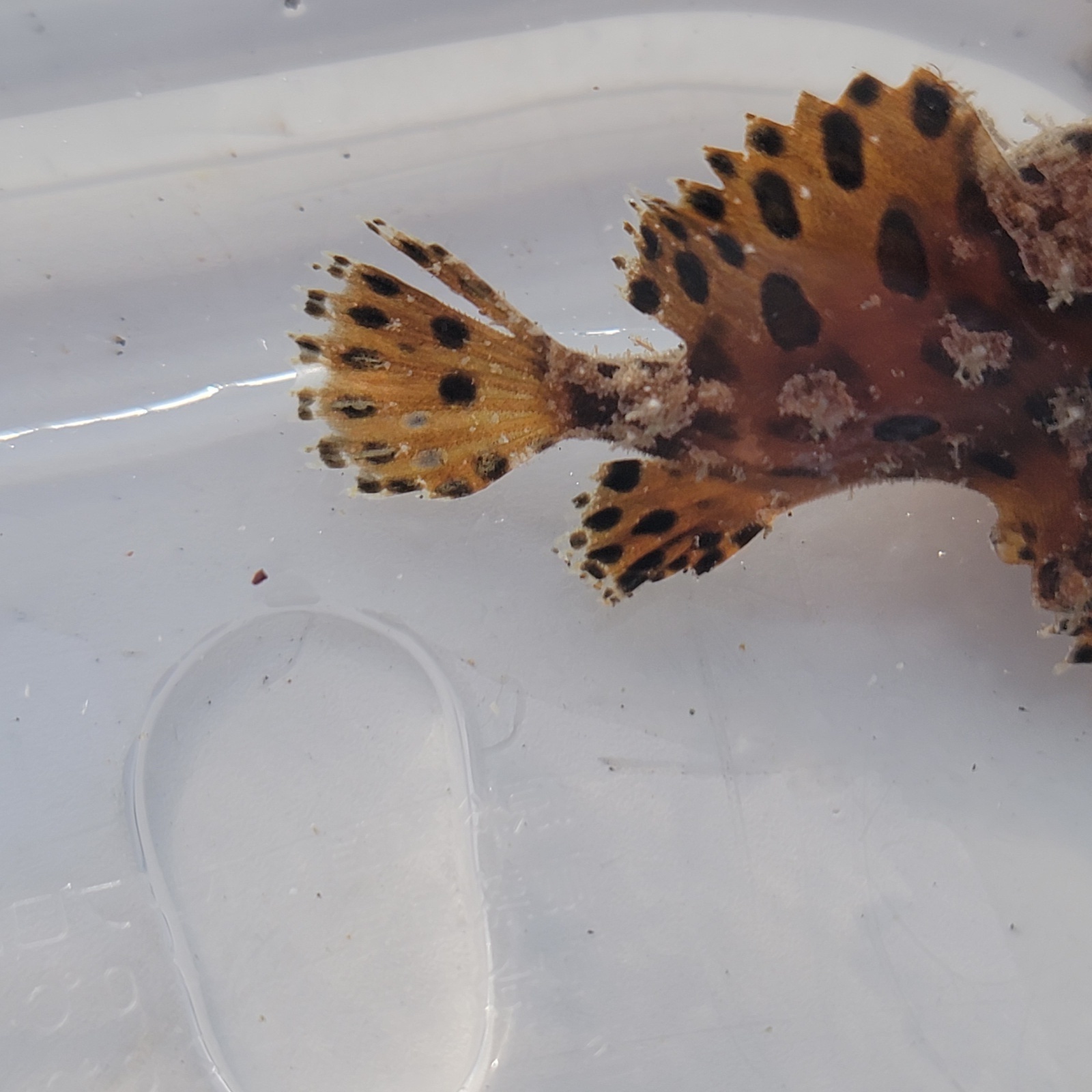 画像3: 《近海産海水魚》カエルアンコウ（SSサイズ）…画像の個体です