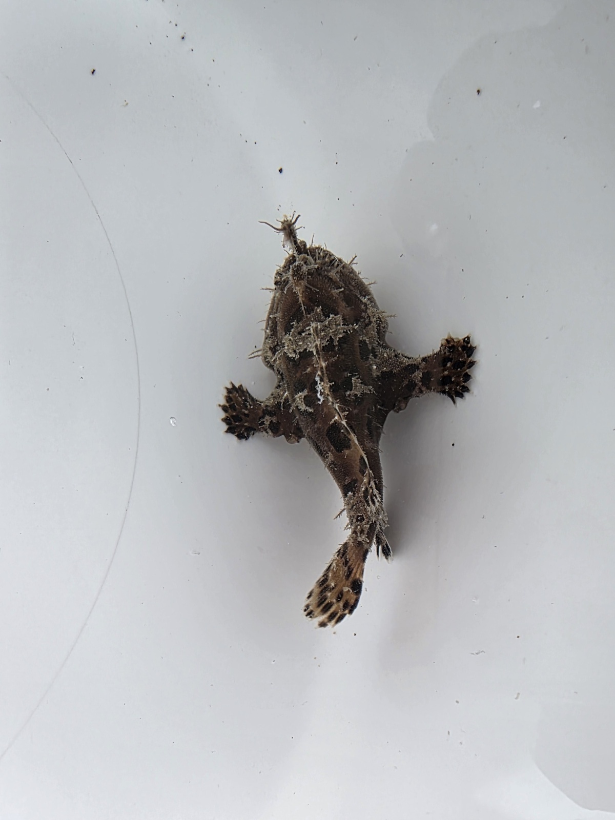 画像3: 《近海産海水魚》カエルアンコウ（SSサイズ）…画像の個体です