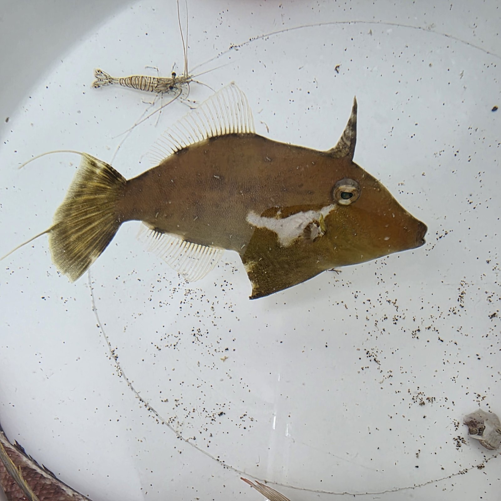 画像2: 《近海産海水魚》ヨソギ（画像の個体です）