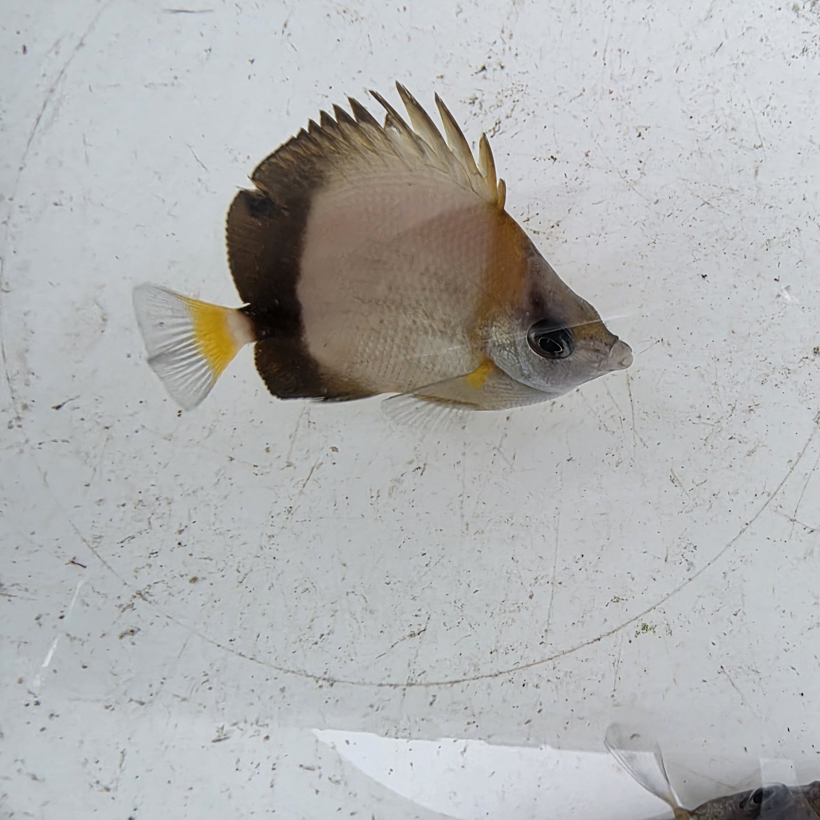 画像2: 《近海産海水魚》シラコダイ（Sサイズ）2匹セット‥当店ハンドコート採取