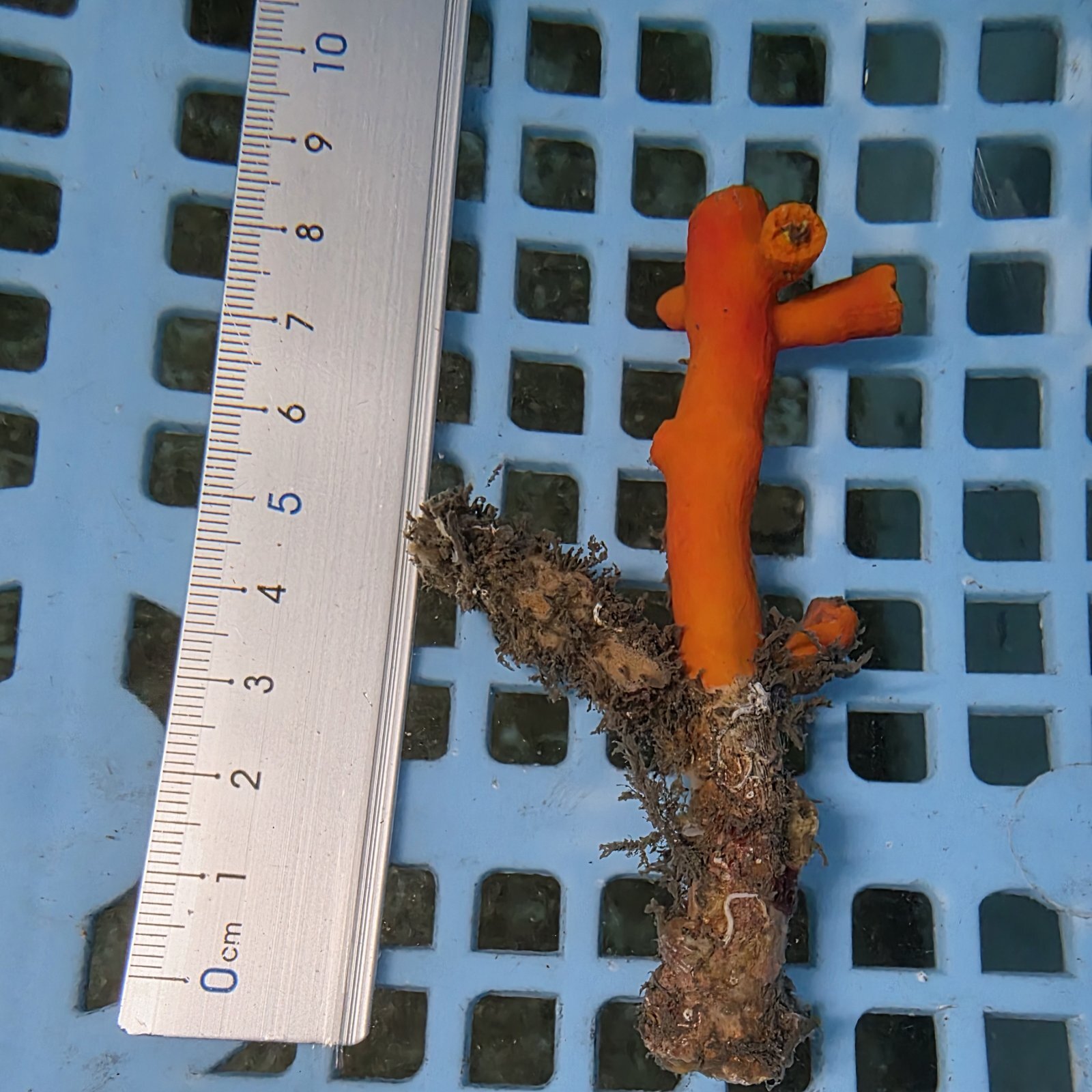 画像3: 《近海産海洋生物》エントウキサンゴ（画像の個体です）001