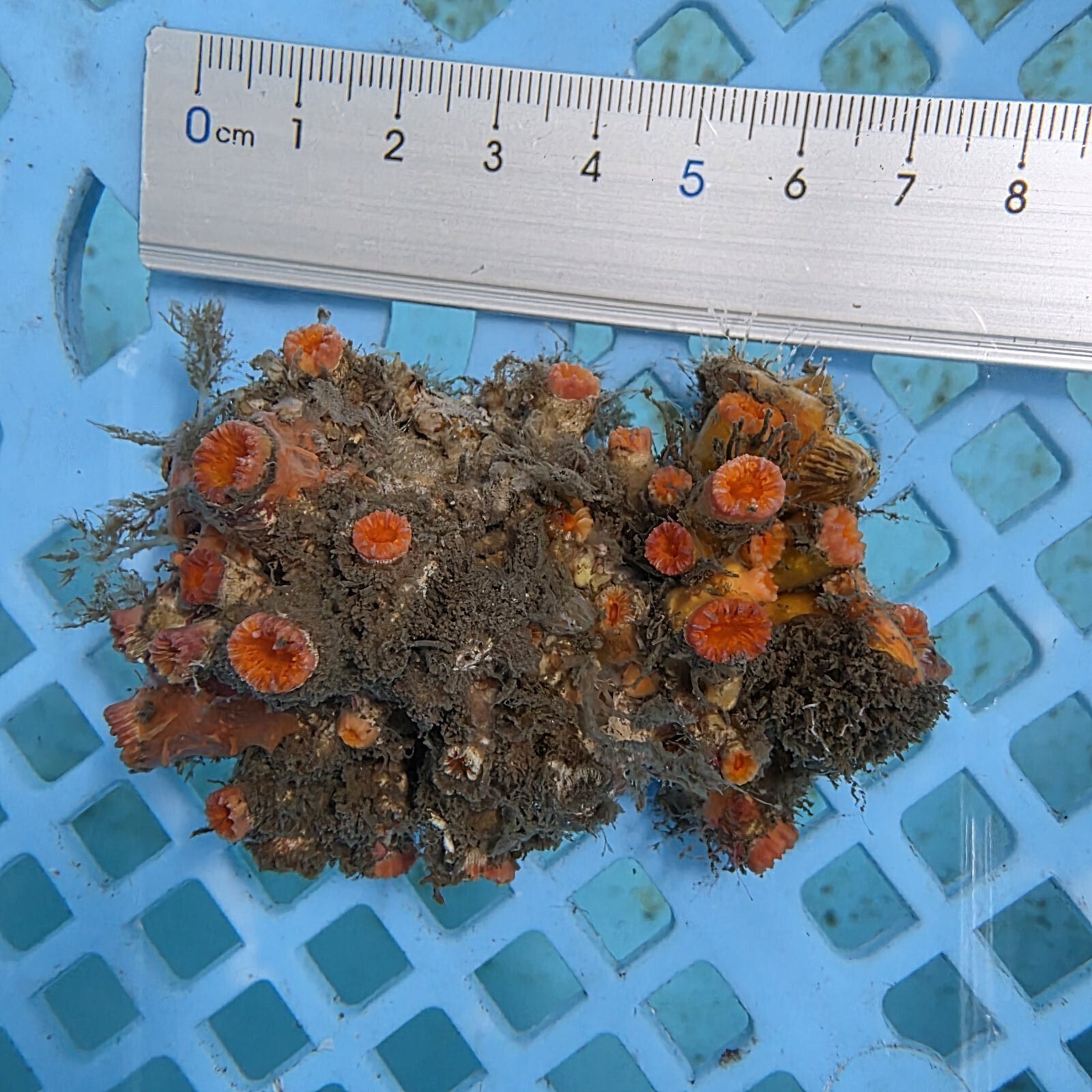 画像3: 《近海産海洋生物》ナガイボヤギ（画像の個体です）001