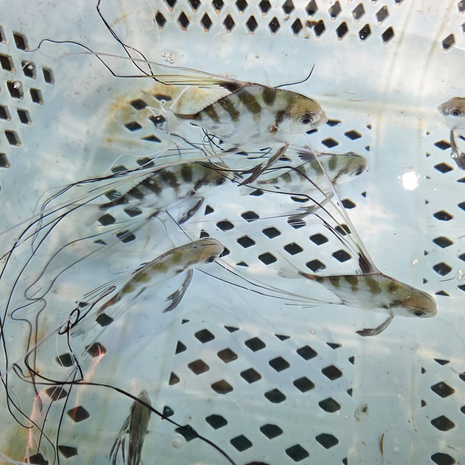画像2: 《近海産海水魚》イトヒキアジ幼魚（1匹）…ハンドコート採取・・