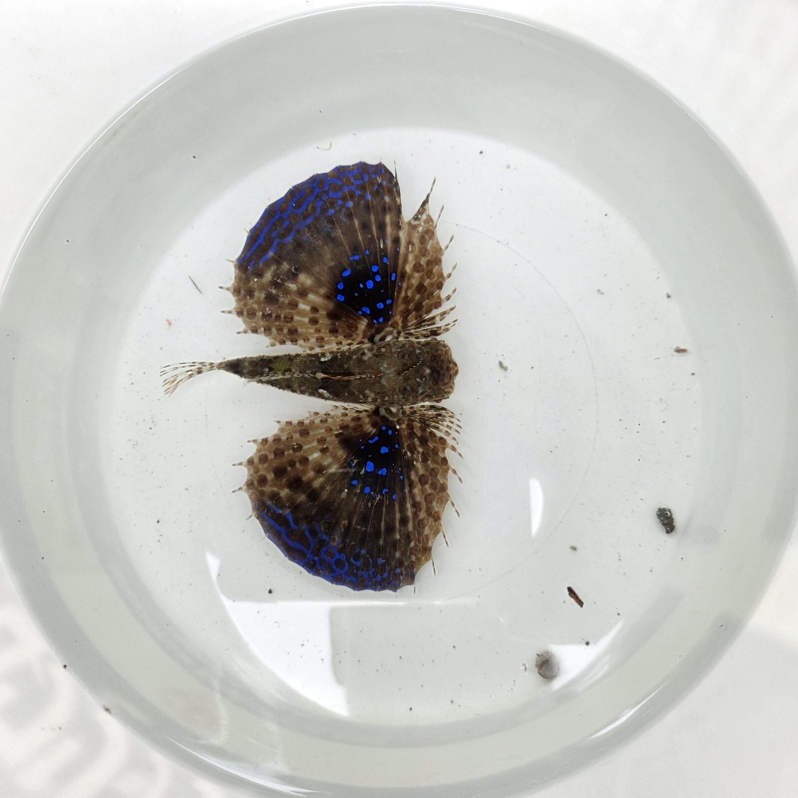 画像2: 《近海産海水魚》セミホウボウ（Mサイズ）画像の個体です …ハンドコート採取