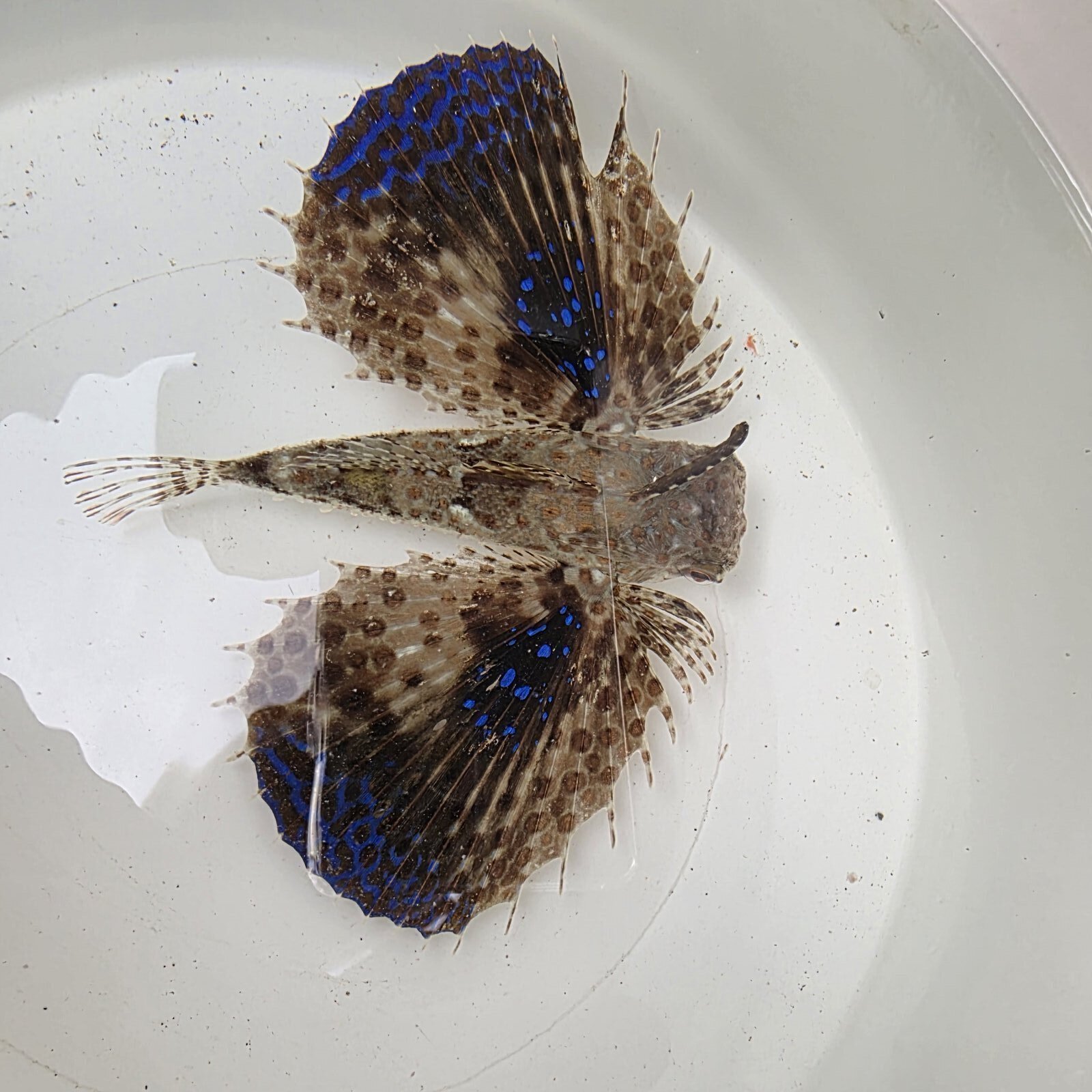 画像5: 《近海産海水魚》セミホウボウ（Mサイズ）画像の個体です …ハンドコート採取