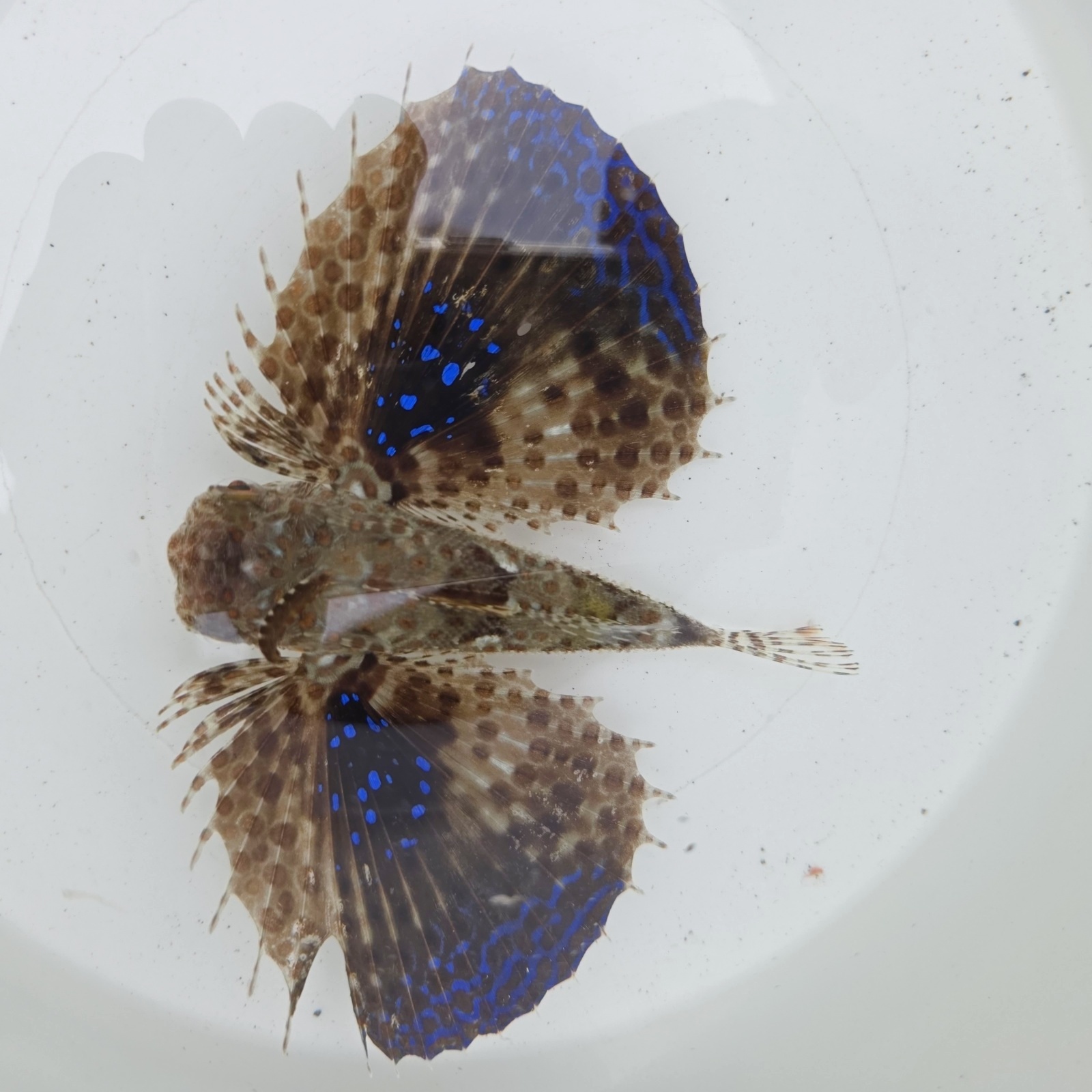 画像3: 《近海産海水魚》セミホウボウ（Mサイズ）画像の個体です …ハンドコート採取