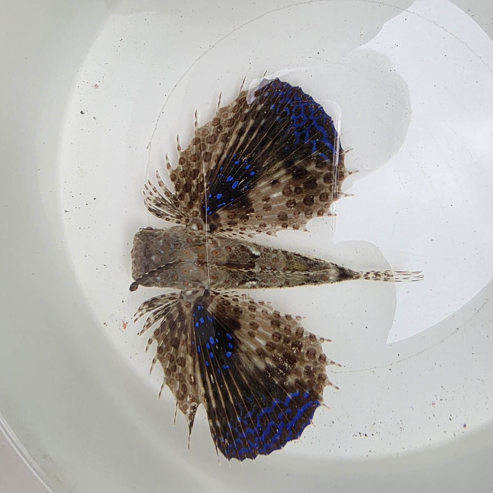 画像4: 《近海産海水魚》セミホウボウ（Mサイズ）画像の個体です …ハンドコート採取