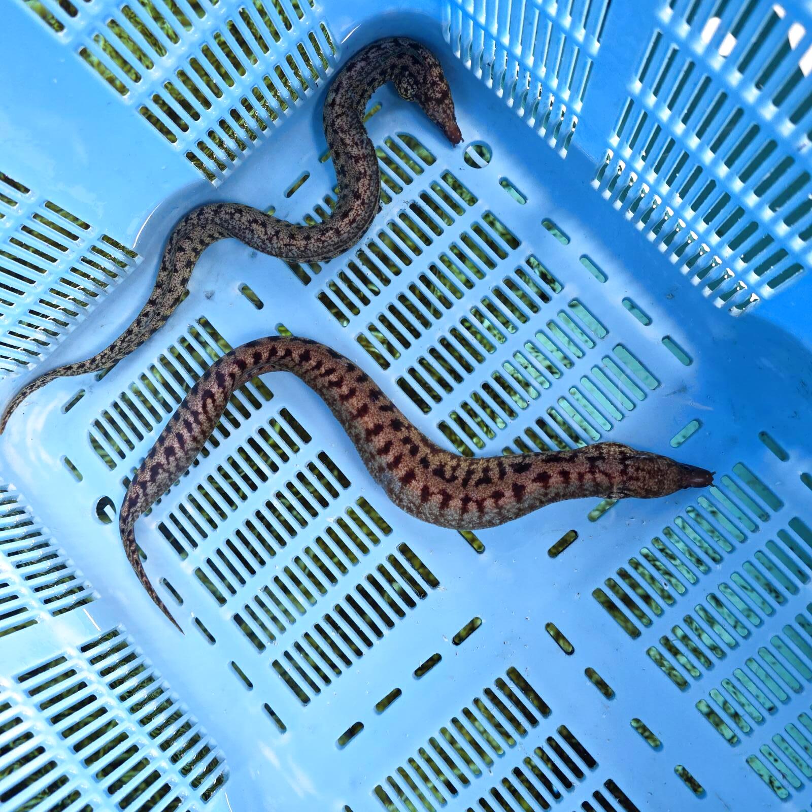 画像4: 《近海産海水魚》☆熊野灘産☆ヒレオビウツボ（1匹）画像の個体です…ハンドコート採取‥サマーセール中！！