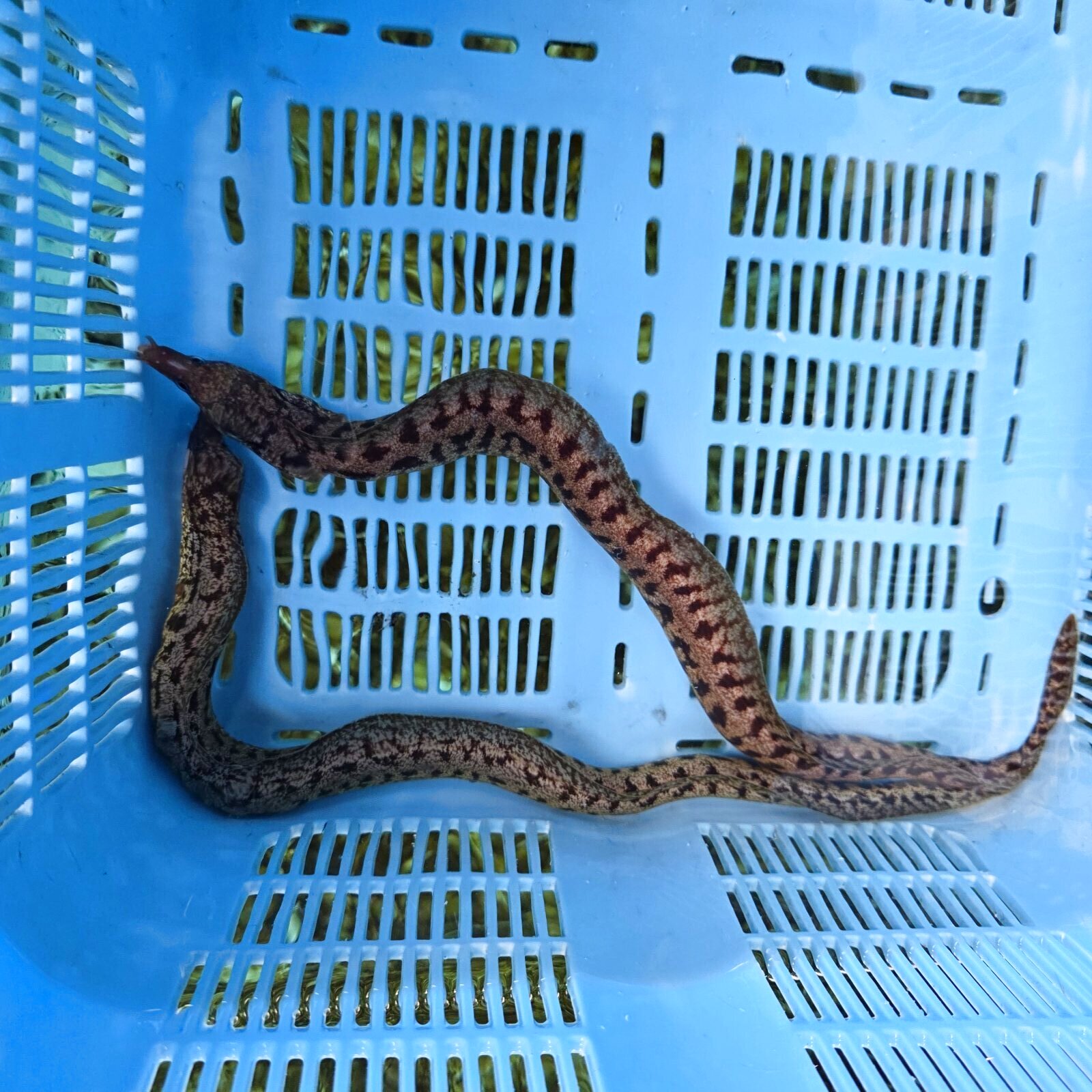 画像3: 《近海産海水魚》☆熊野灘産☆ヒレオビウツボ（1匹）画像の個体です…ハンドコート採取‥サマーセール中！！
