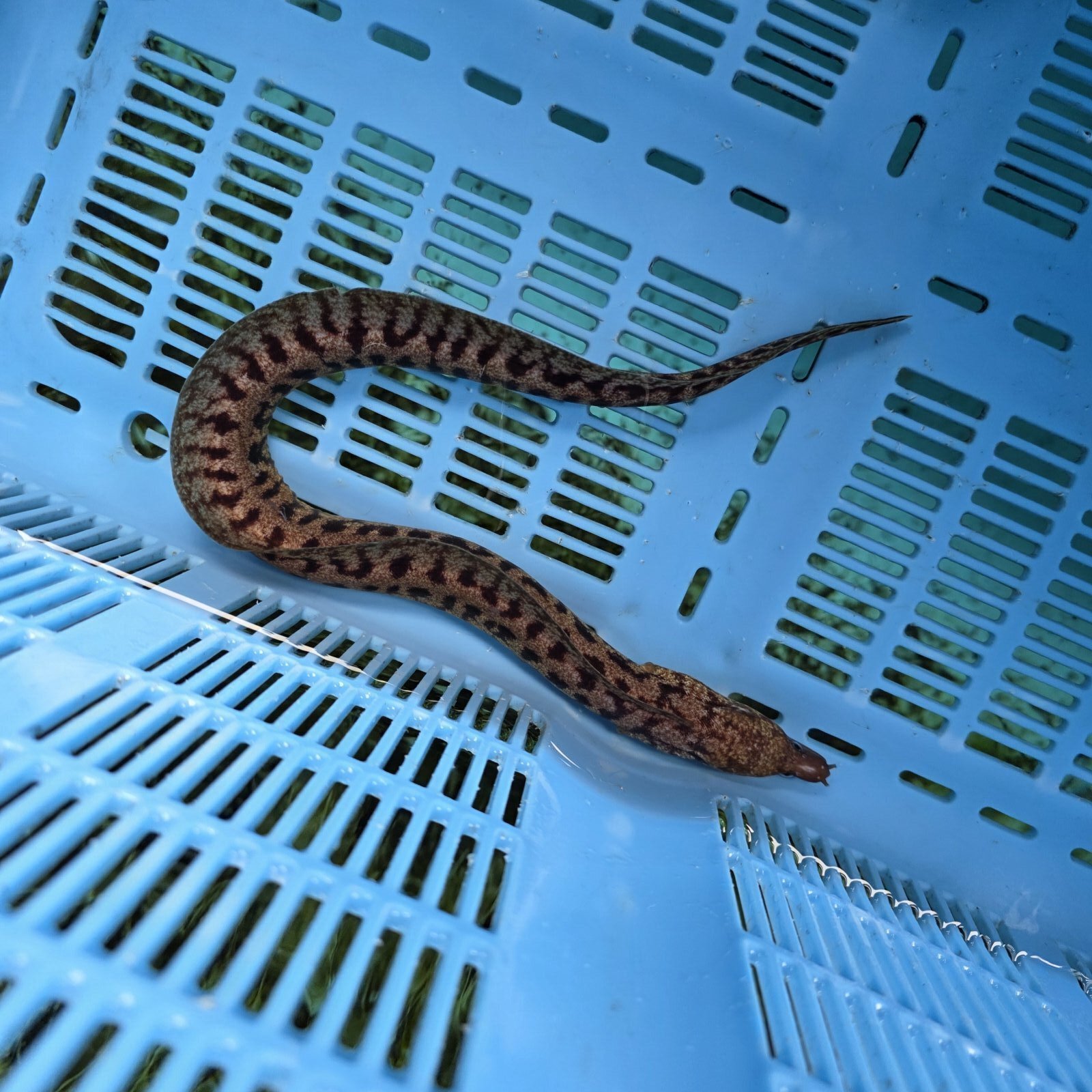 画像2: 《近海産海水魚》☆熊野灘産☆ヒレオビウツボ（1匹）画像の個体です…ハンドコート採取‥サマーセール中！！
