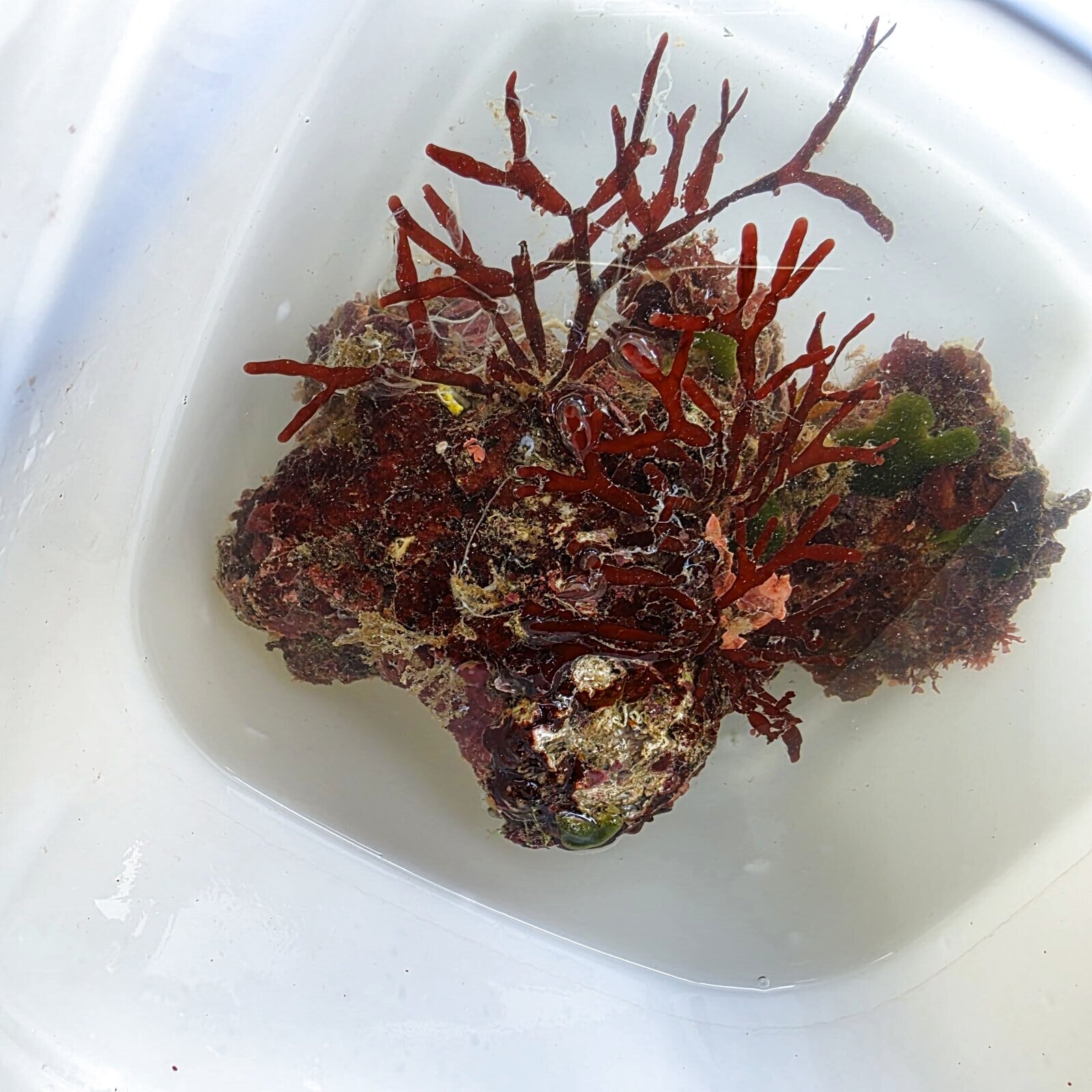 画像2: 《近海産海洋生物》カキツバタ　ブロック（海藻類、石灰藻活着）画像の個体です…ハンドコート採取