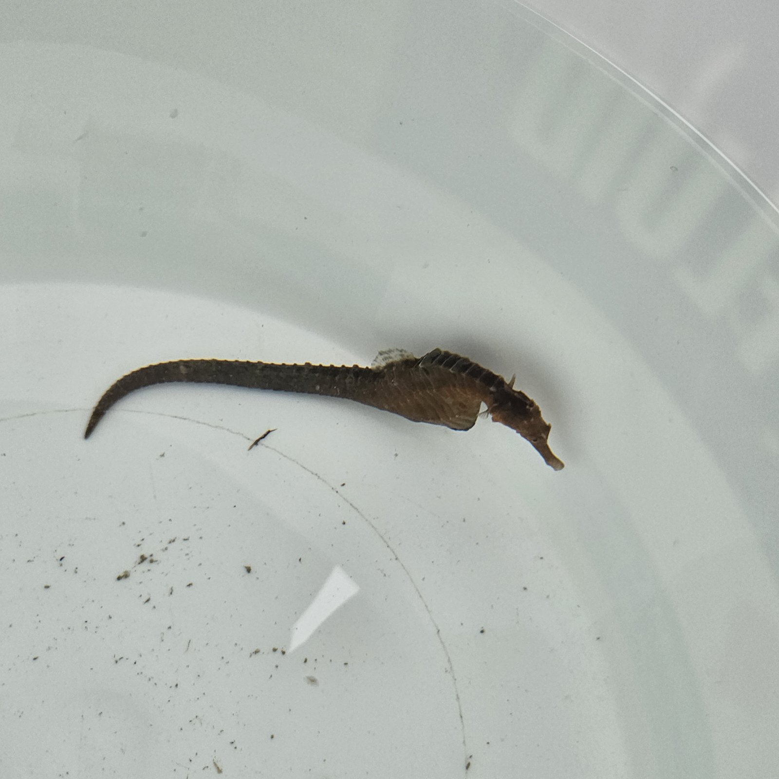 画像1: 《近海産海水魚》【東紀州産ワイルド個体】オオウミウマ（画像の雄個体です）…当店ハンドコート採取
