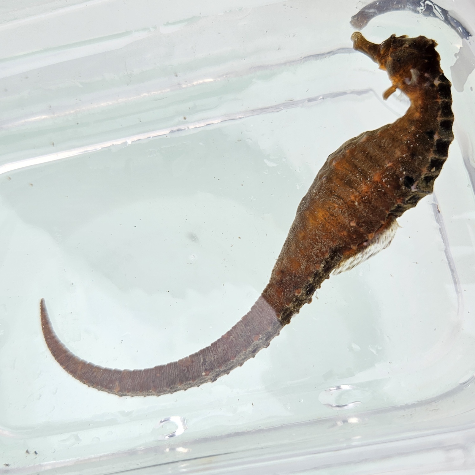 画像2: 《近海産海水魚》【東紀州産ワイルド個体】オオウミウマ（画像の雄個体です）…当店ハンドコート採取