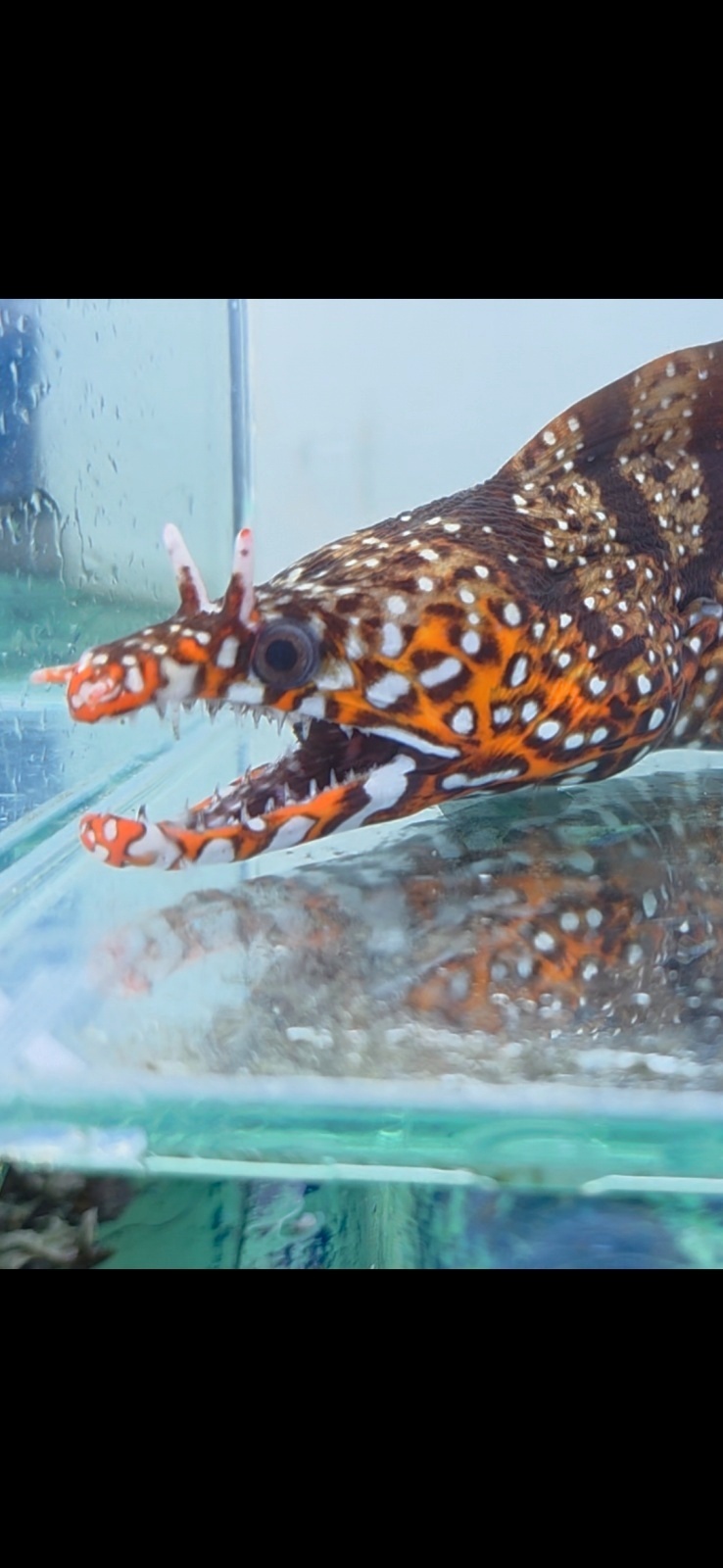画像1: 《近海産海水魚》☆★龍魚トラウツボ（画像の個体です）小さいサイズ…オレンジ色が強く出るタイプ！！