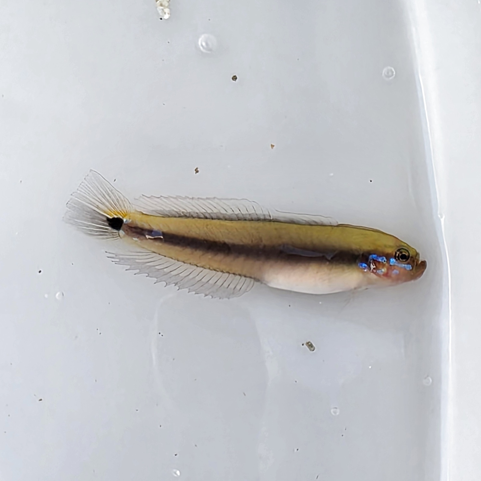 海水魚用品 cote 近海産海水魚、甲殻類、海洋生物、深海生物、深海魚