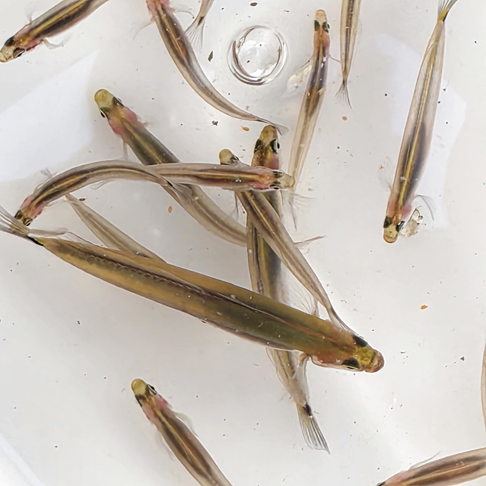 近海産海水魚、甲殻類、海洋生物、深海生物、深海魚