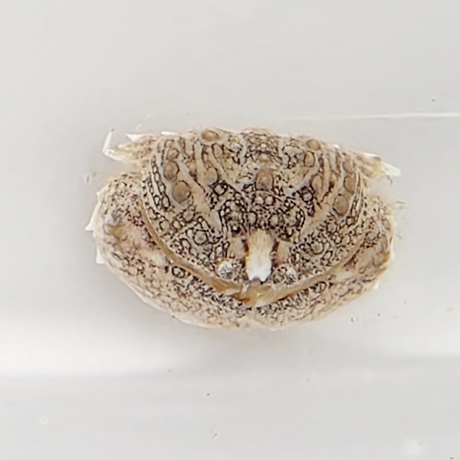 画像2: 《近海産甲殻類》【珍サイズ】　メガネカラッパの幼体(画像の個体です)…当店ハンドコート採取