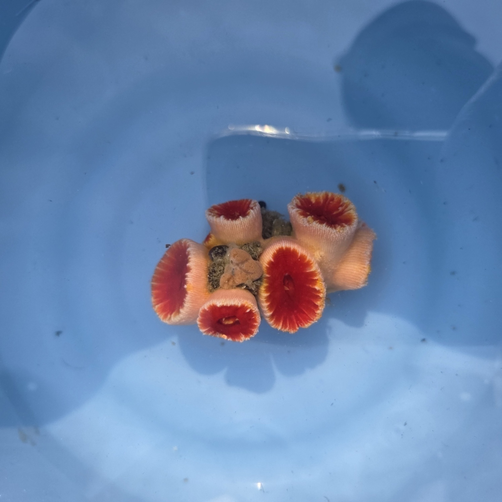 画像2: 《近海産海洋生物》ハナタテ（M〜Lサイズ5本付き）‥強い光は必要ありません（室内灯程度で十分です）