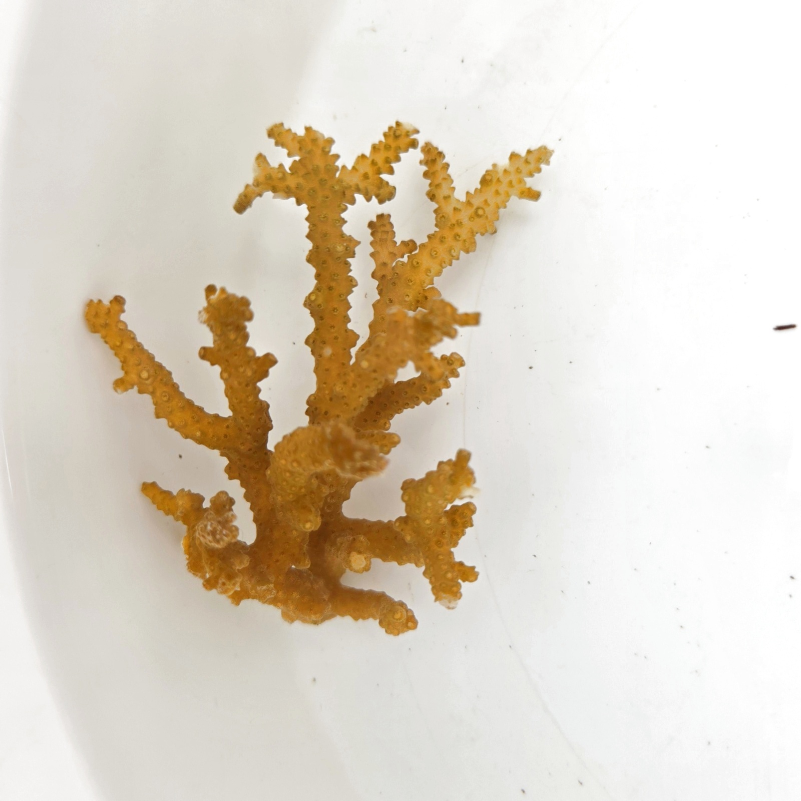 画像4: 《近海産海洋生物》【珍色】ミドリイシ(画像の個体です)