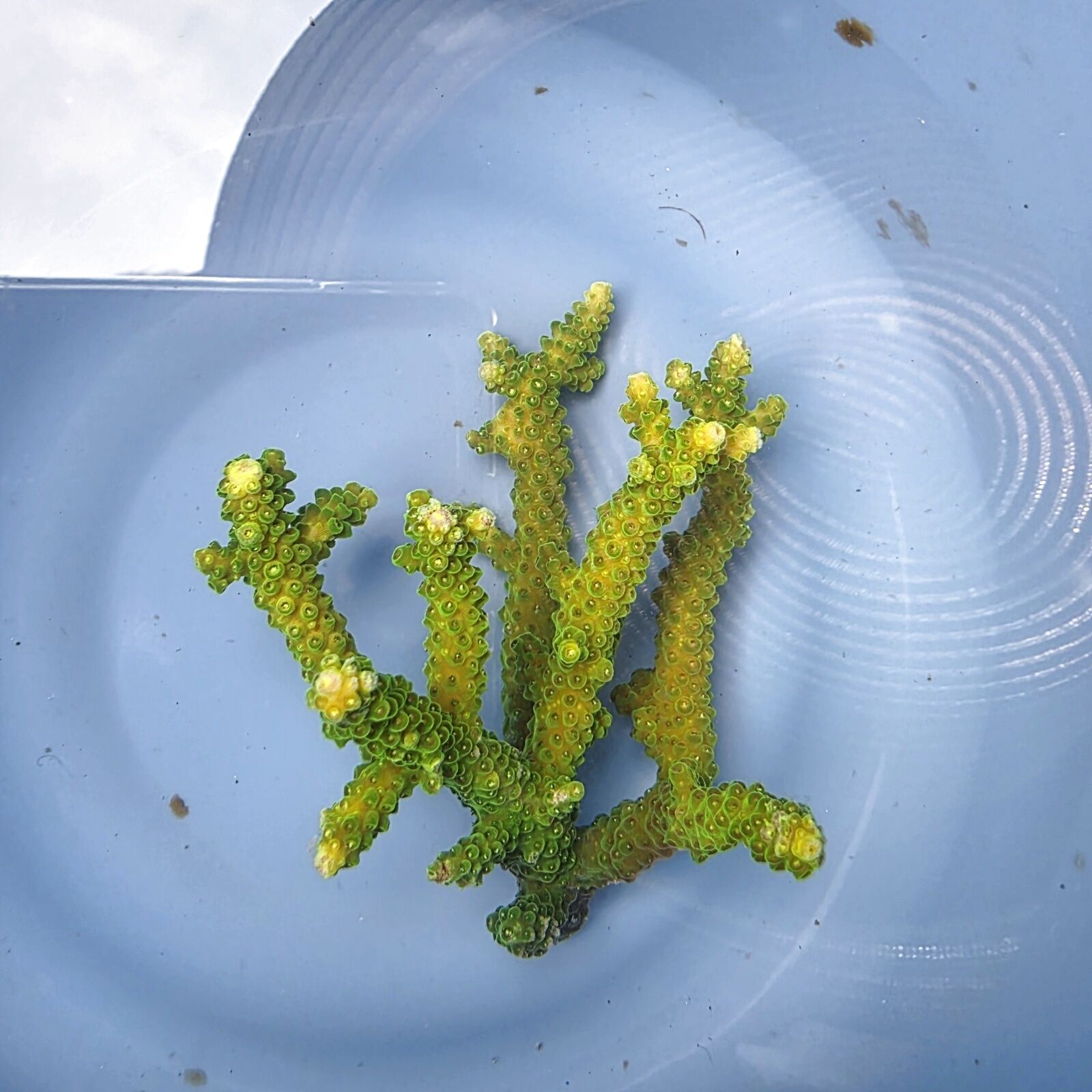 画像2: 《近海産海洋生物》【美グリーン】ミドリイシ(画像の個体です)