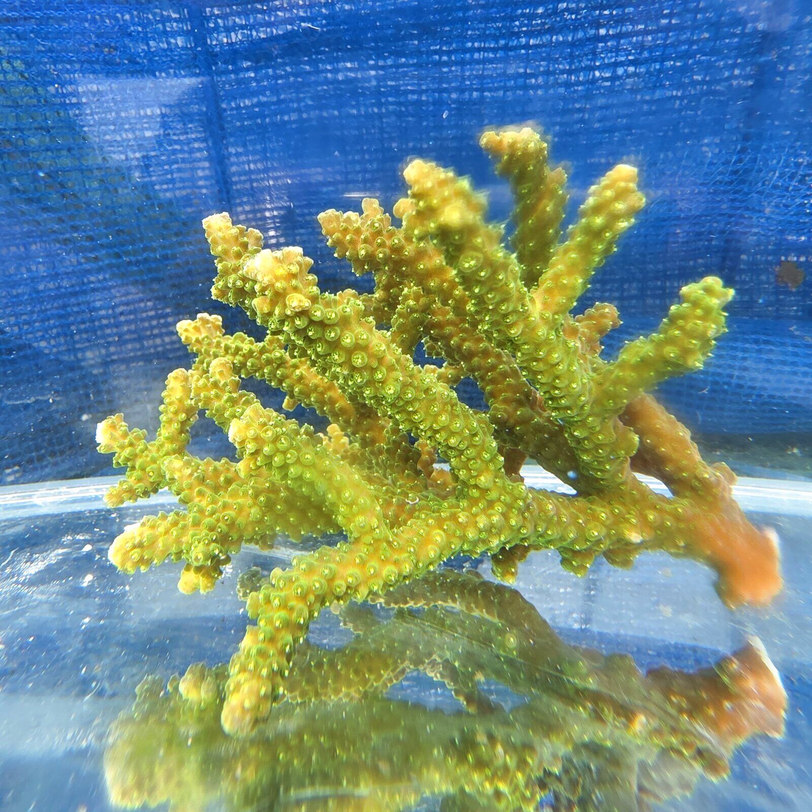 画像2: 《近海産海洋生物》【美グリーン】ミドリイシ（画像の個体です）