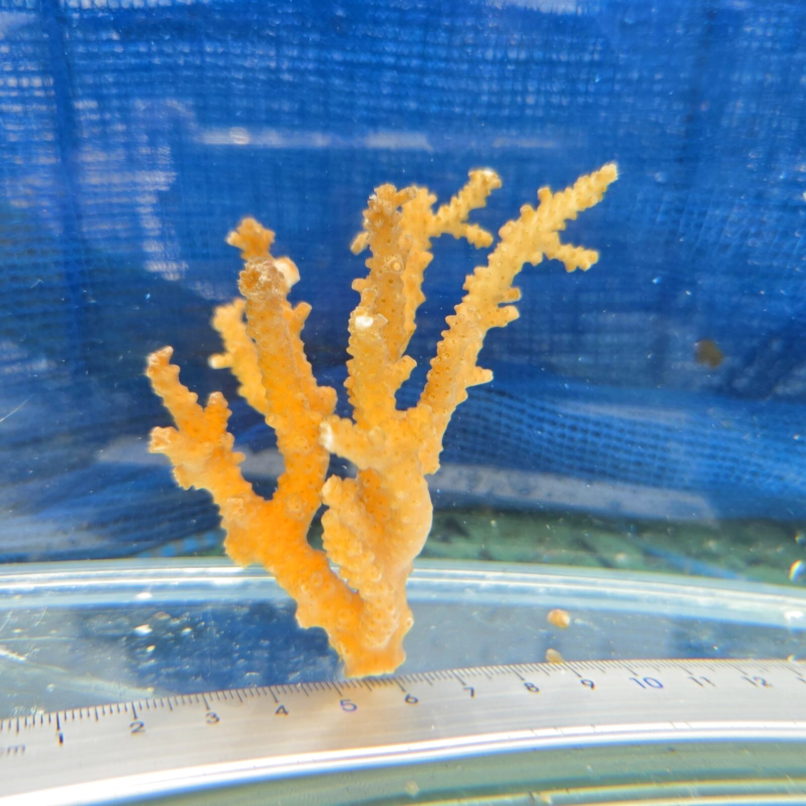 画像3: 《近海産海洋生物》【珍色】ミドリイシ(画像の個体です)