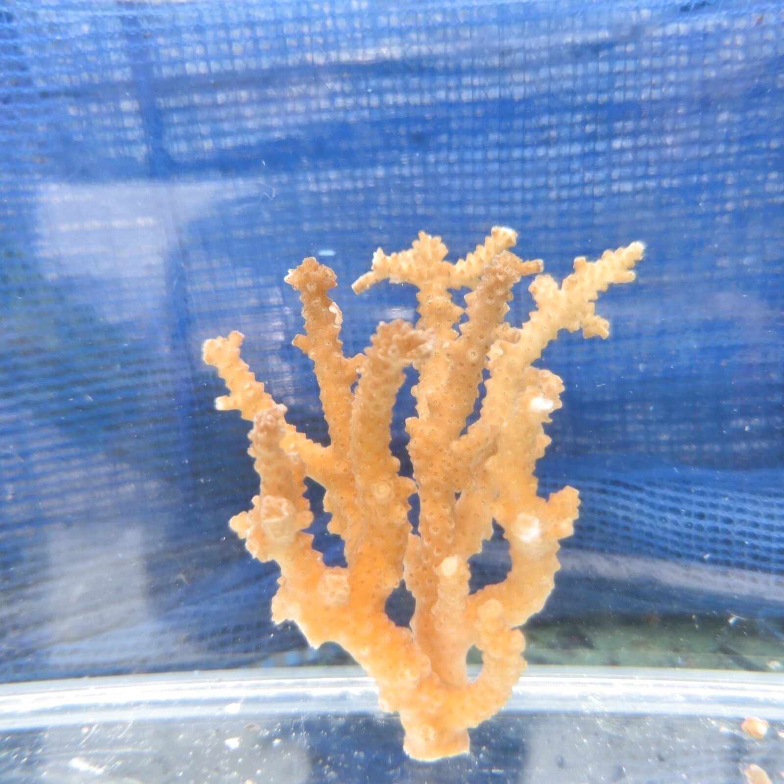 画像2: 《近海産海洋生物》【珍色】ミドリイシ(画像の個体です)