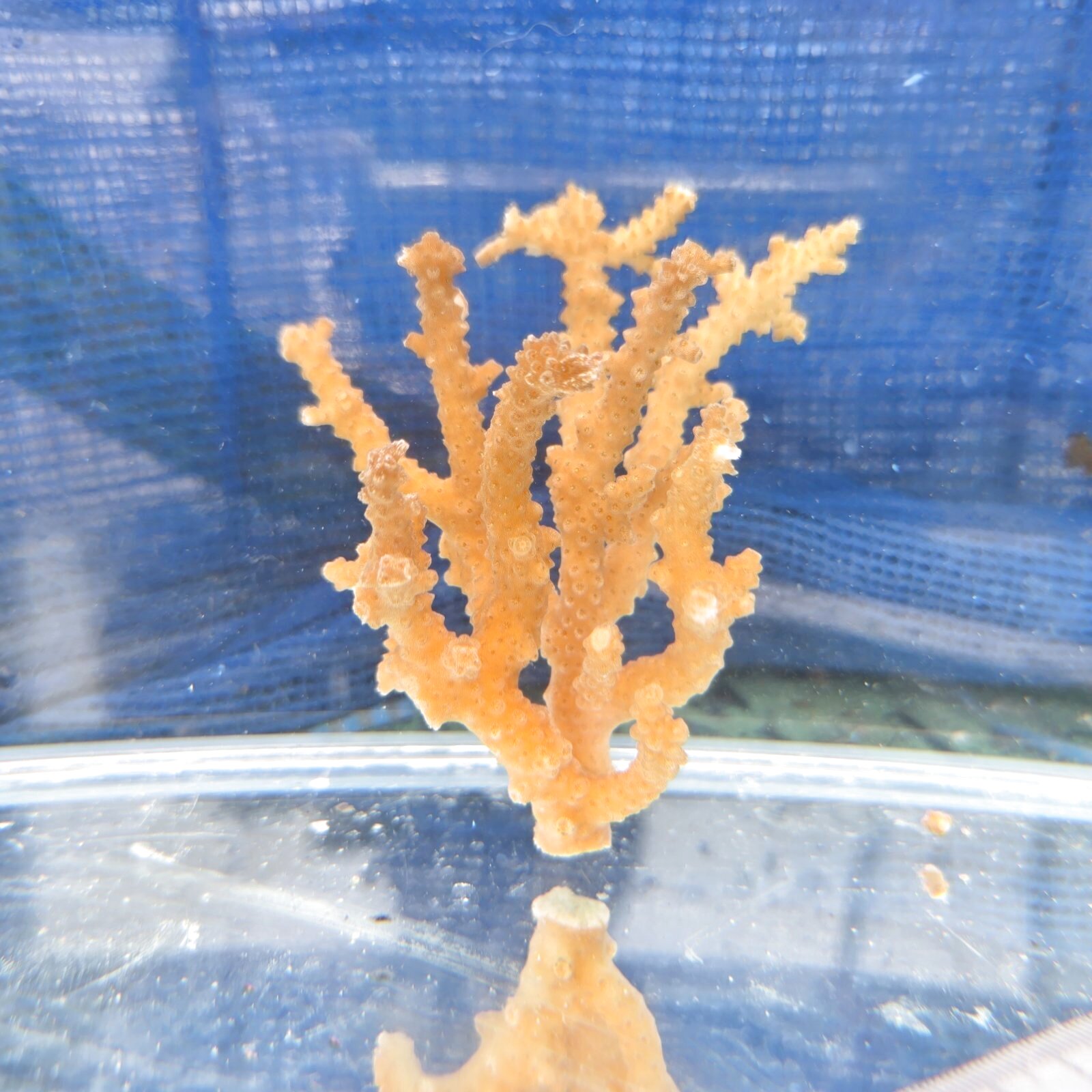 画像1: 《近海産海洋生物》【珍色】ミドリイシ(画像の個体です)