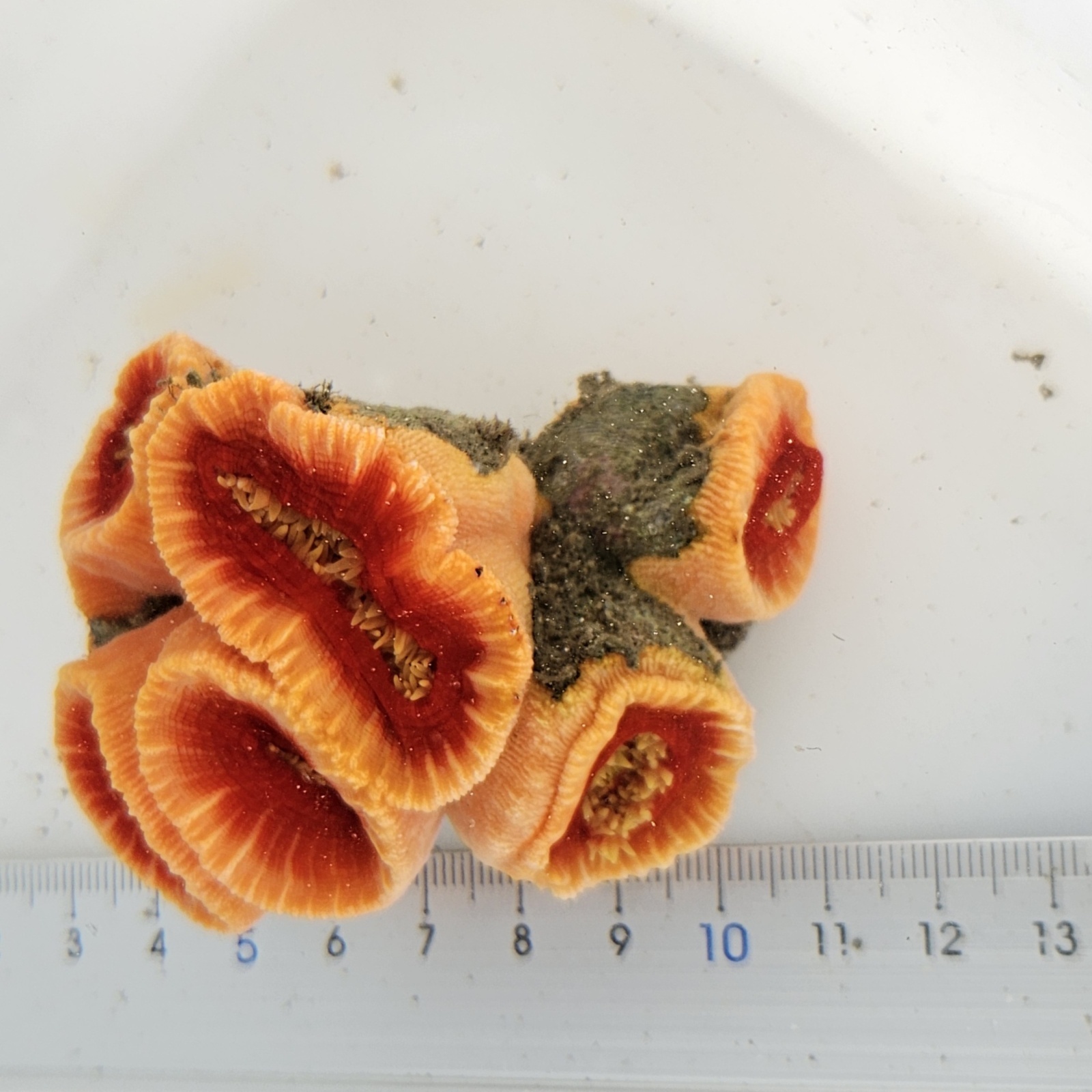 画像2: 《近海産海洋生物》ハナタテ（集合体タイプ）のビッグサイズ‥（室内灯程度で十分です）…各単体が非常に大きくおすすめです！！