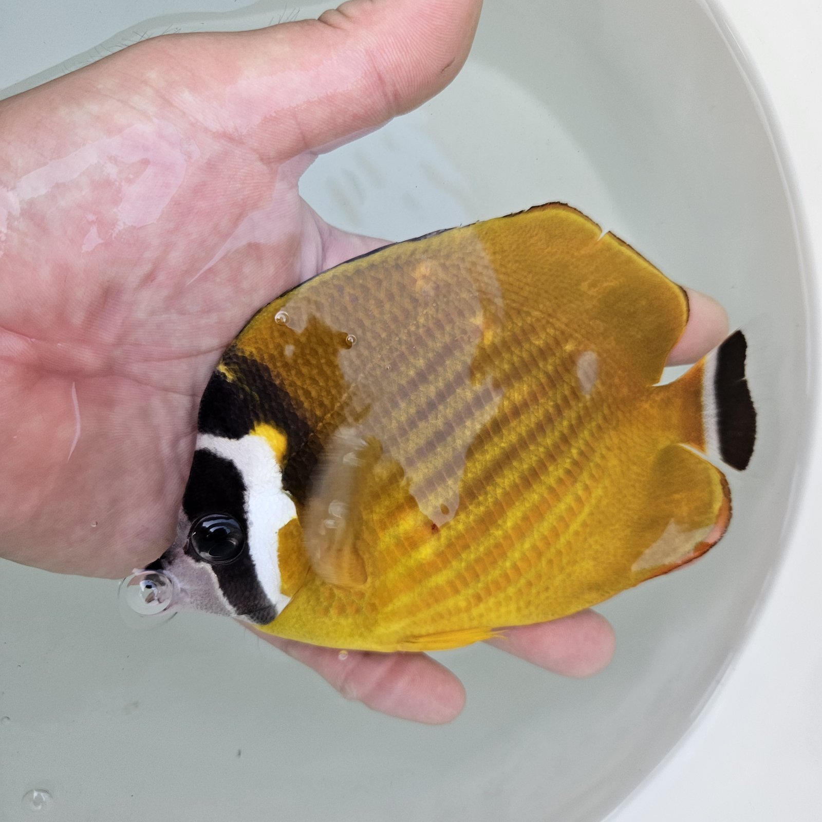 画像2: 《近海産海水魚》チョウチョウウオ類のハイブリッド（ツキチョウ×チョウハン？）（熊野灘産）