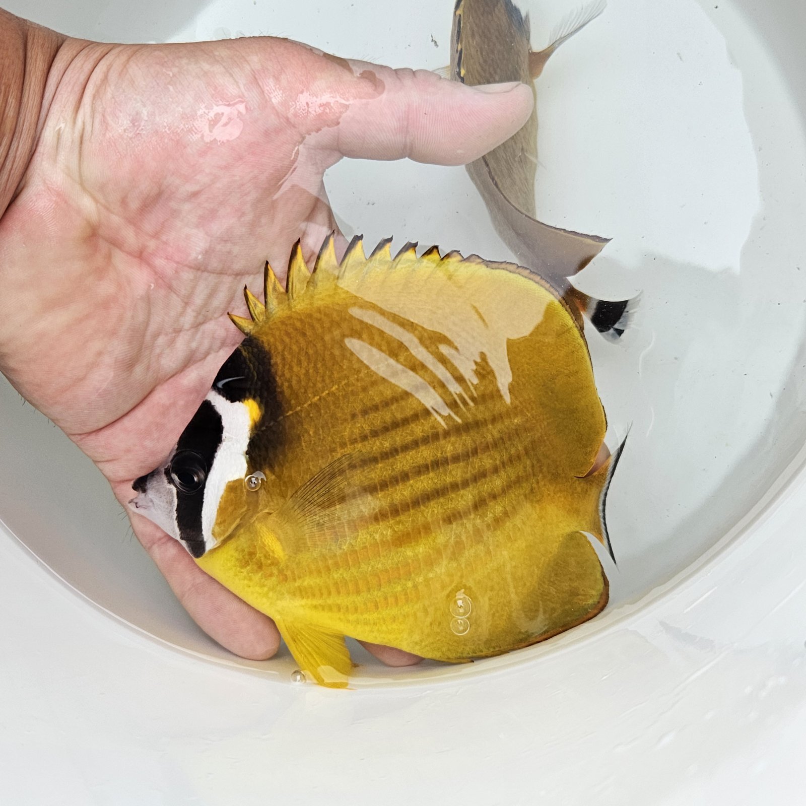 画像3: 《近海産海水魚》チョウチョウウオ類のハイブリッド（ツキチョウ×チョウハン？）（熊野灘産）