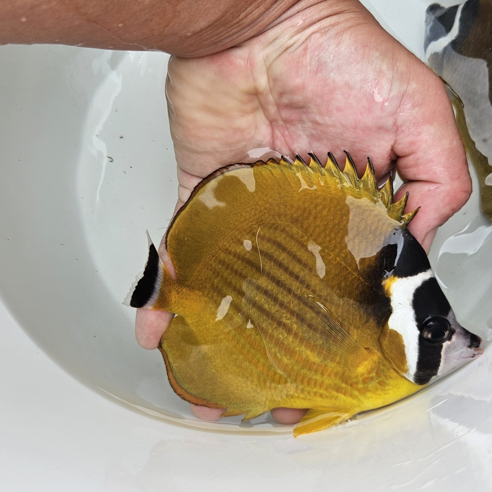 画像4: 《近海産海水魚》チョウチョウウオ類のハイブリッド（ツキチョウ×チョウハン？）（熊野灘産）