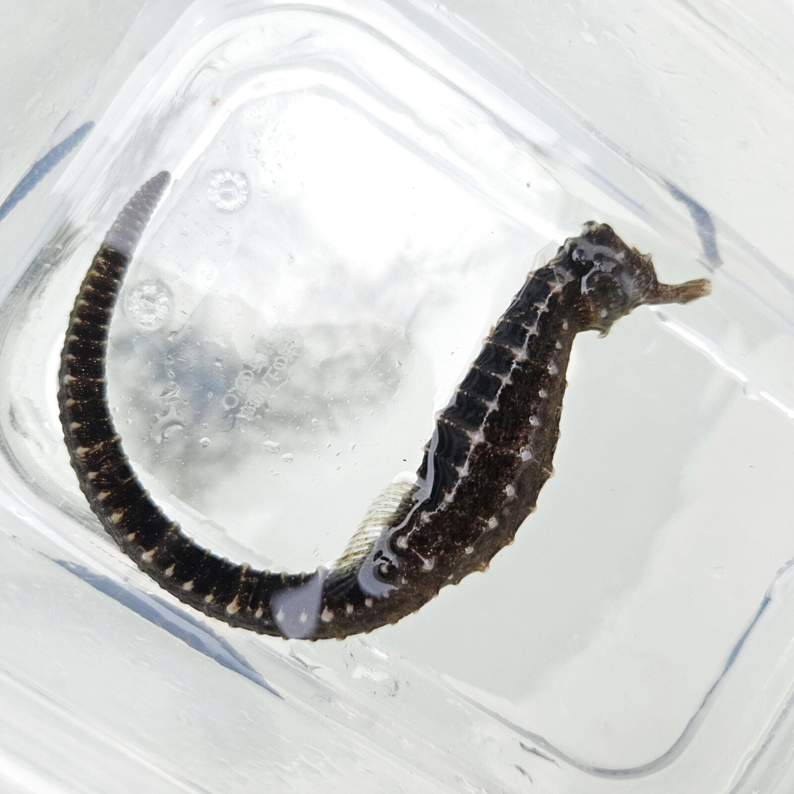 画像1: 《近海産海水魚》【南伊勢産ワイルド個体】タカクラタツ（画像の個体です）・・・ハンドコート採取