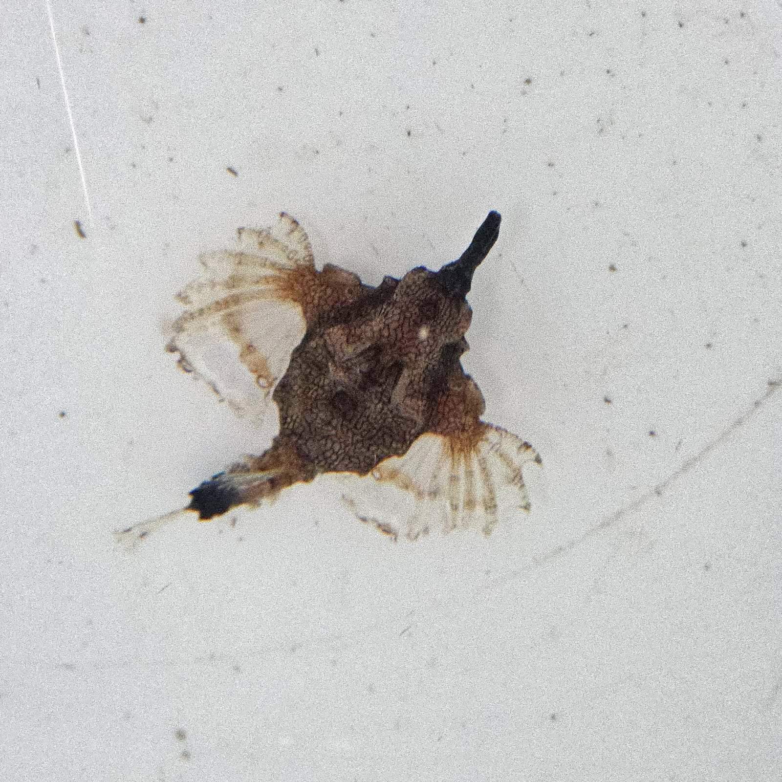画像3: 《近海産海水魚》【珍】ウミテング‥当店ハンドコート
