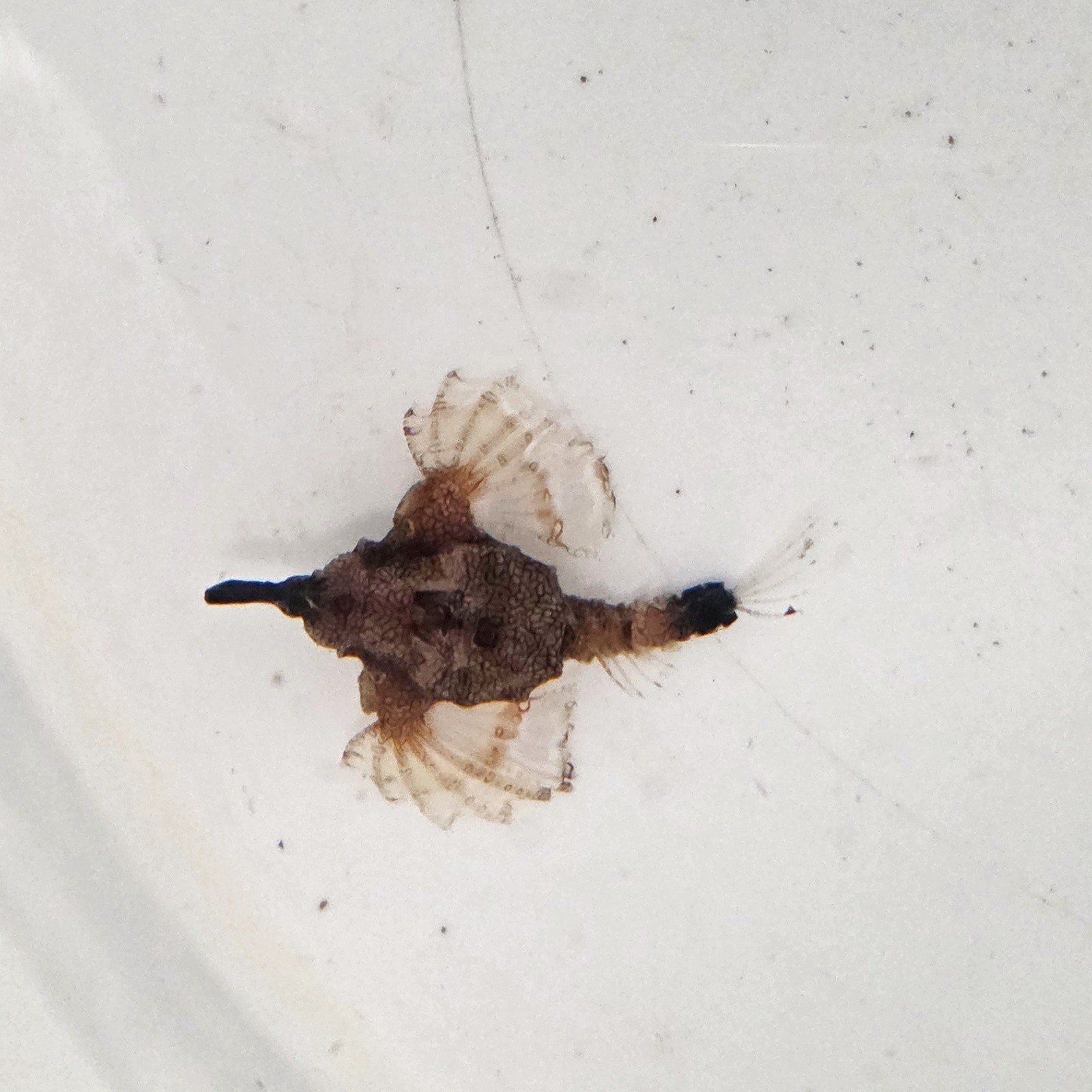 画像4: 《近海産海水魚》【珍】ウミテング‥当店ハンドコート