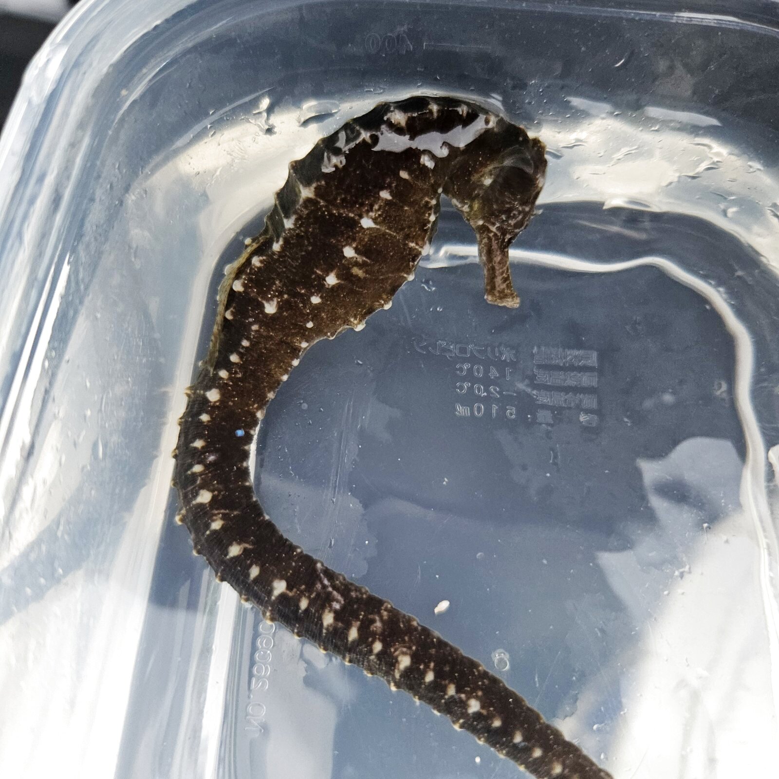 画像2: 《近海産海水魚》【南伊勢産ワイルド個体】タカクラタツ（画像の個体です）・・・ハンドコート採取