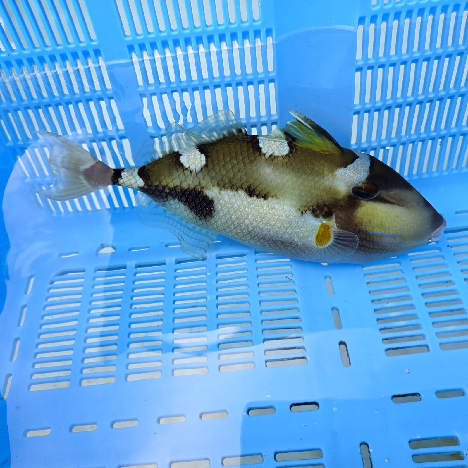 画像1: 《近海産海水魚》【ウルトラレア】イトヒキオキハギ…ハンドコート採取