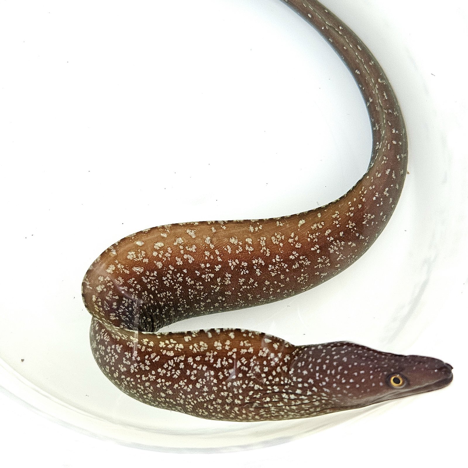 画像1: 《近海産海水魚》☆熊野灘産☆〈激レア種〉ワタユキウツボ…2022年に新種登録されたウツボです！！