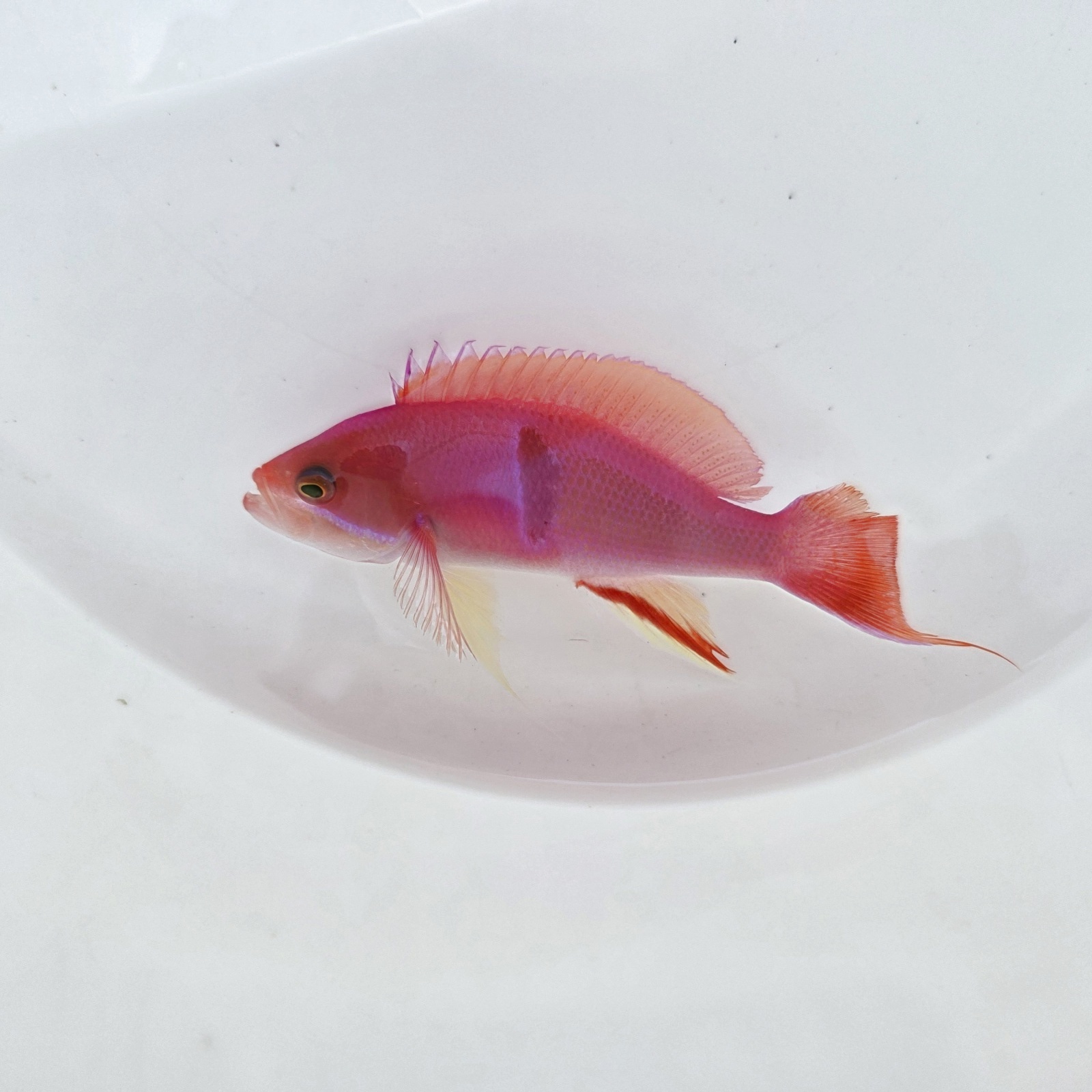 画像1: 《近海産海水魚》【珍】アカオビハナダイ雄（画像の個体です）・・当店ハンドコート採取