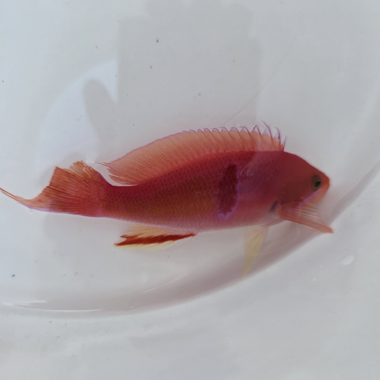 画像4: 《近海産海水魚》【珍】アカオビハナダイ雄（画像の個体です）・・当店ハンドコート採取
