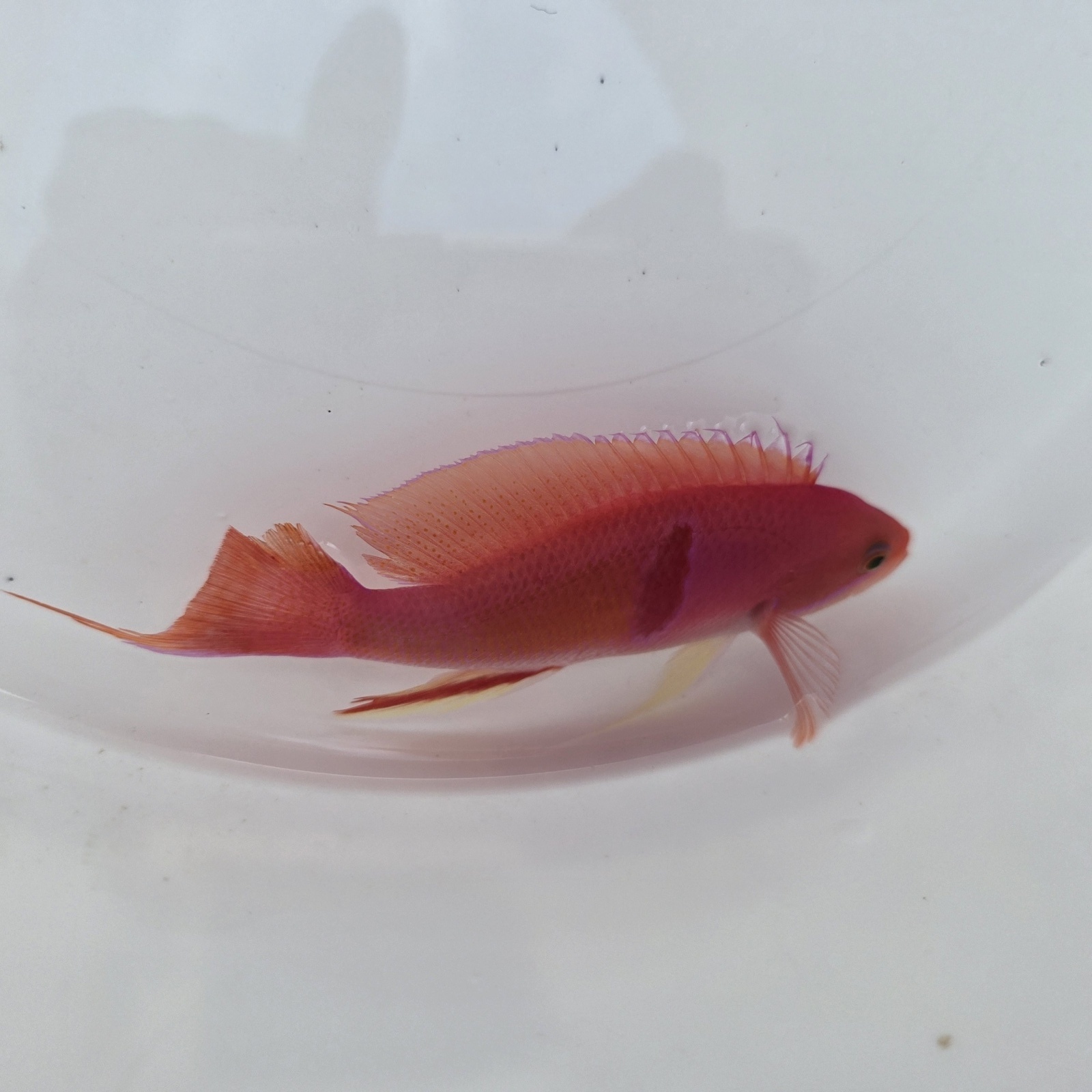 画像3: 《近海産海水魚》【珍】アカオビハナダイ雄（画像の個体です）・・当店ハンドコート採取